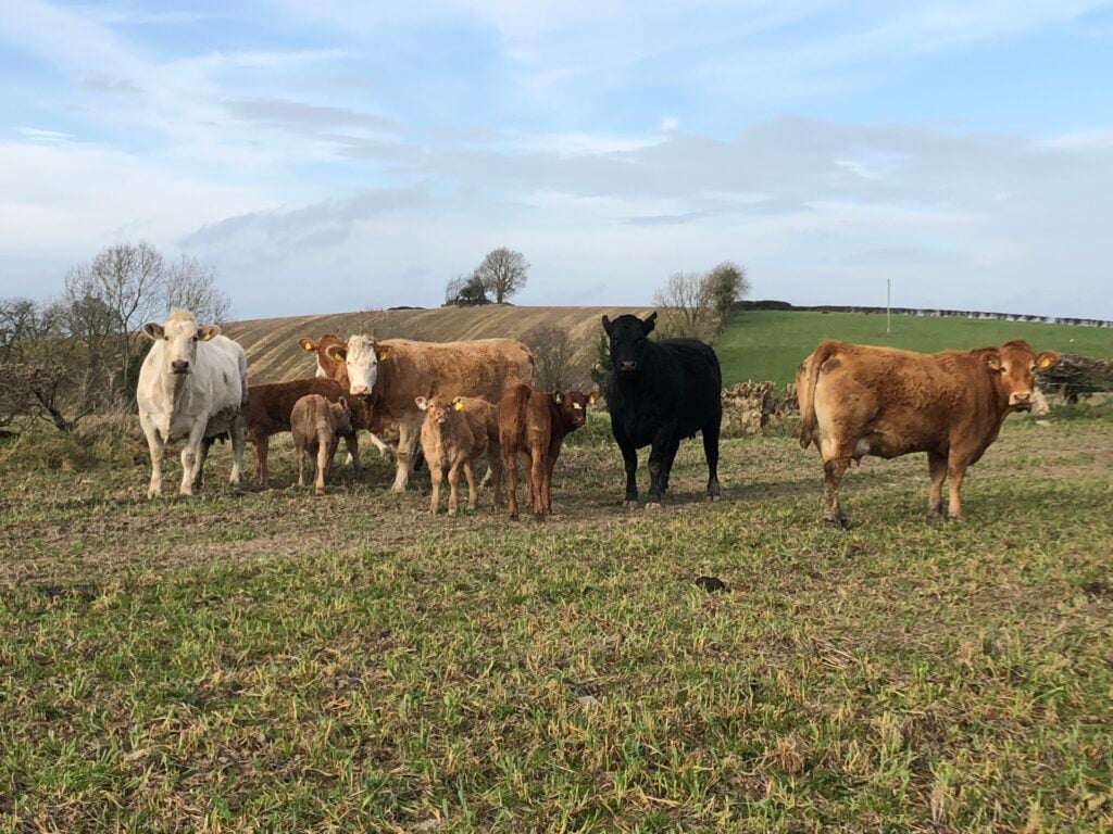 Sucklers go to stubble ground as soon as possible after calving and move onto grazing ground from there