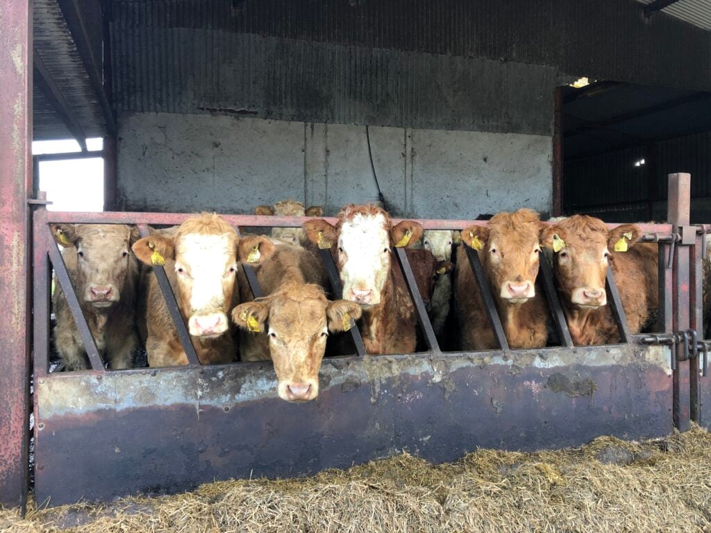 Heifers are finished at 18-20 months of age