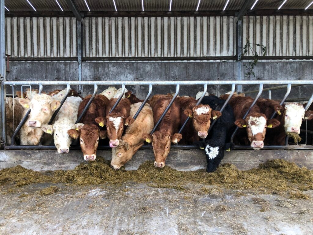 Peter has a preference for buying weanlings sourced from the west of Ireland