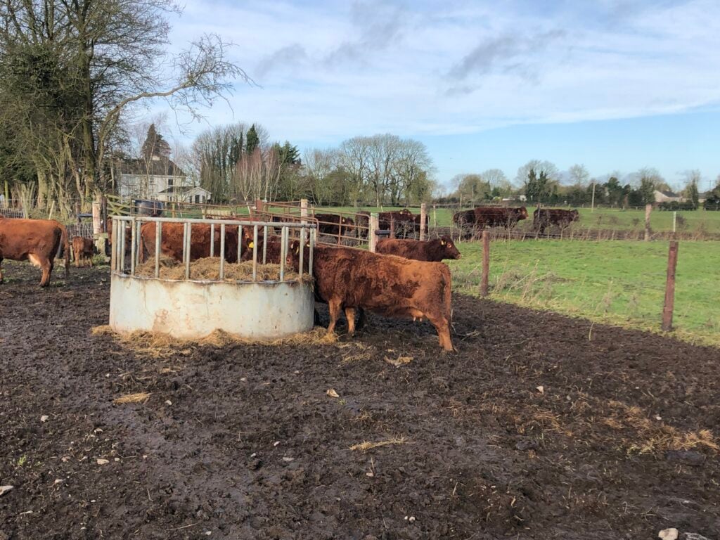 A fully-grown Dexter cow. The breed may be small in stature but are hardy in their nature