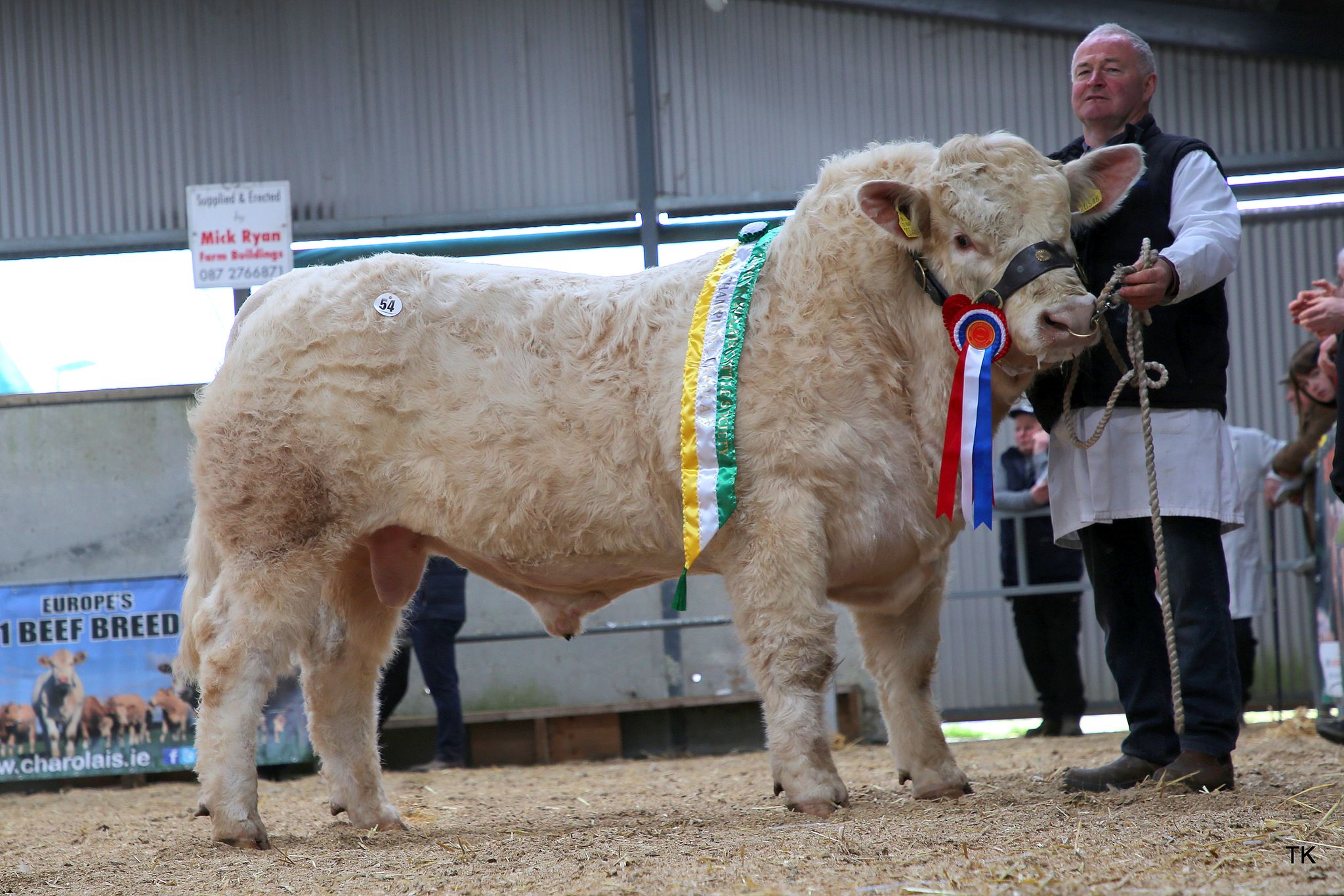 The Junior Champion rosette was placed on Lot 54, Cloughbrack Sinbin, bred by Mattie Kelly from Ballinasloe, Co. Galway. This bull sold for €6,400 later in the day