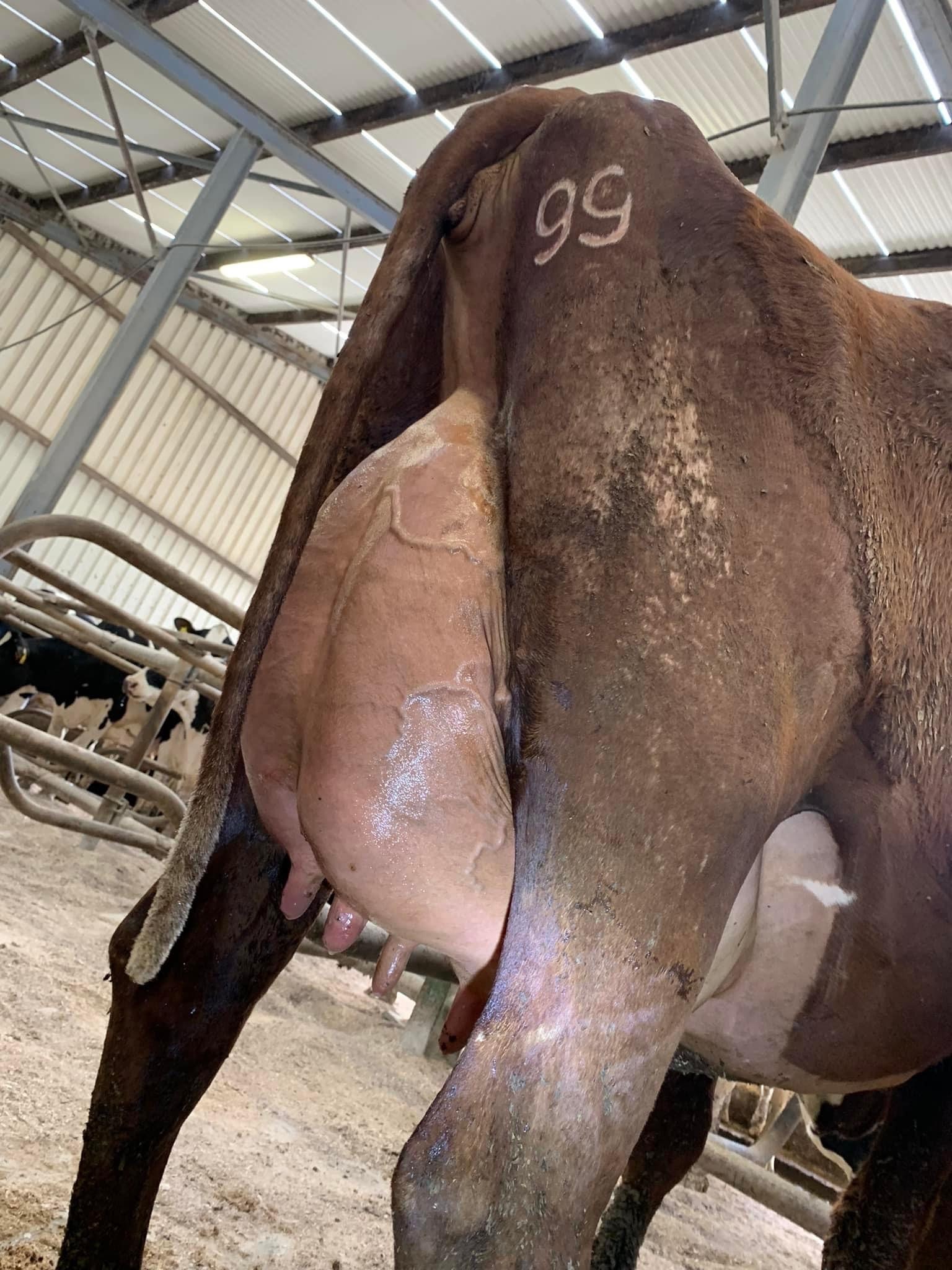 Lot 16: Greenlawn Barringtonbluma (VG-2YR), sold for 7,000gnsImage: Darragh Curtin
