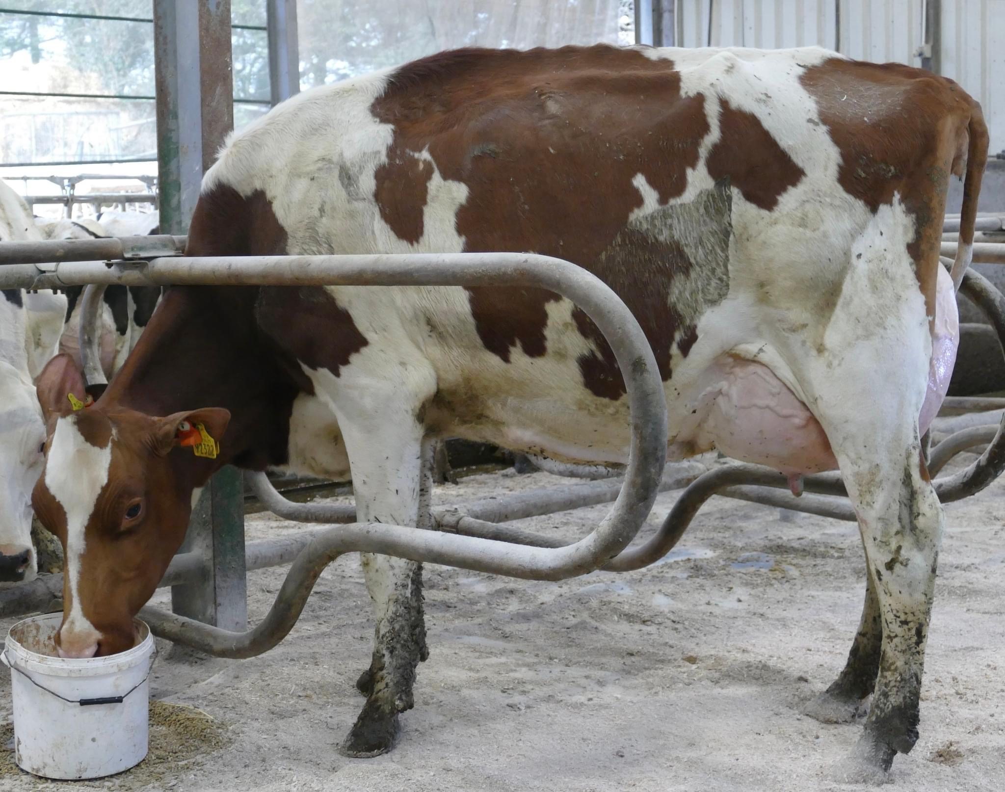Lot 7: Knowthfarm Rage Trip Red (VG87), sold for 6,050gns Image: Taaffe Auctions