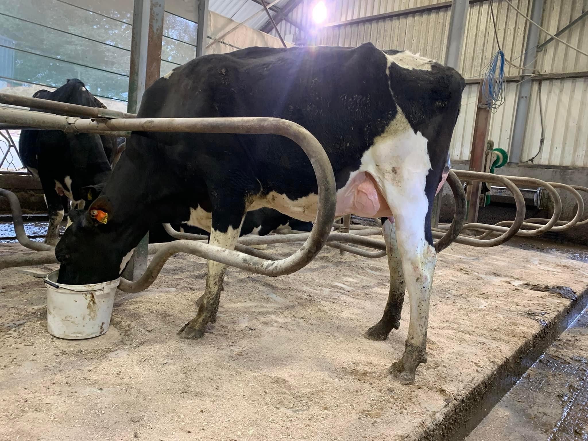 Lot 8: Woodmarsh Pepper Lexus (VG87-2YR)Image: Darragh Curtin