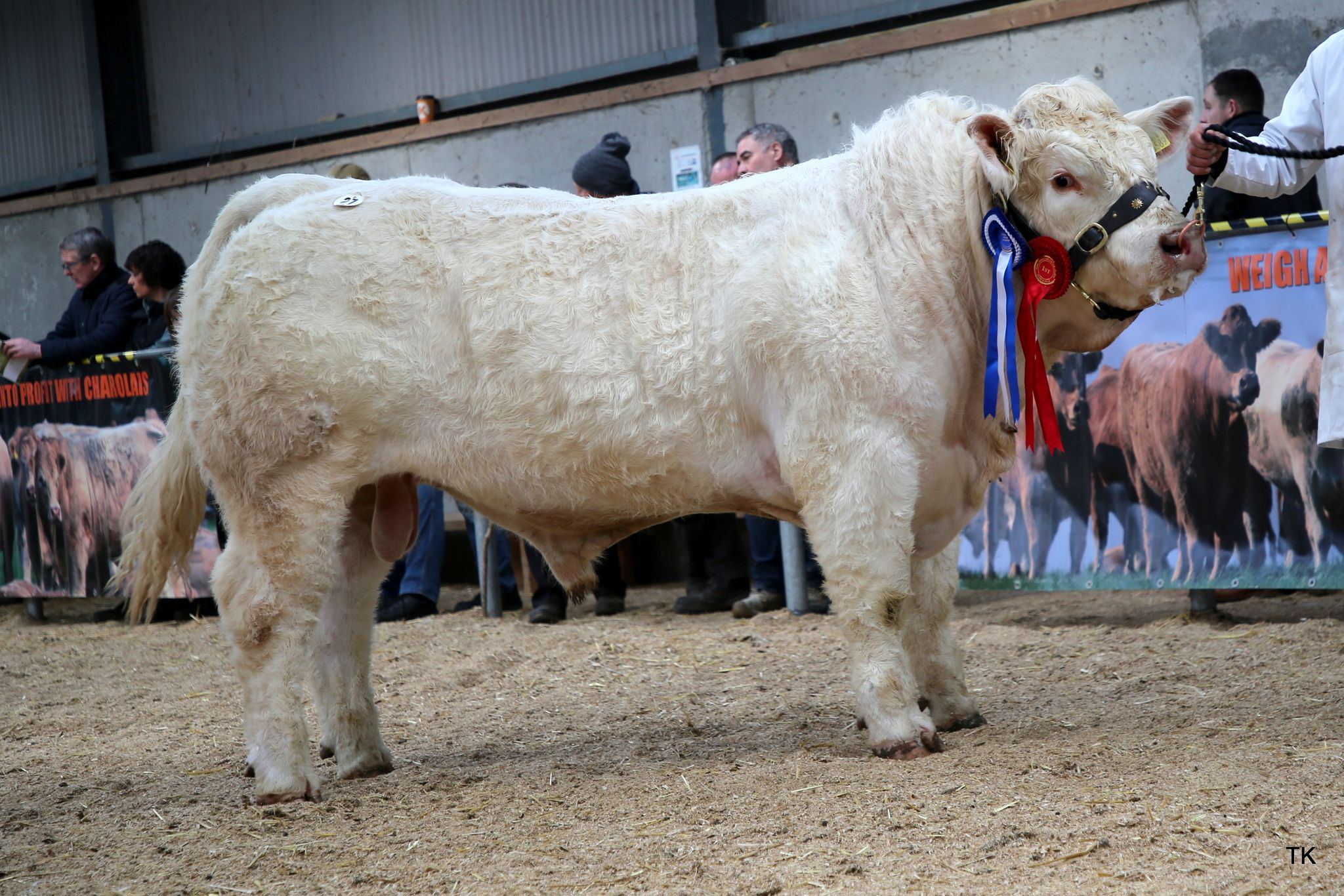 The Reserve Senior Champion went the way of Lot 27, Rathfeston Sean ET, bred by Wayne Mulligan from Geashill, Co. Offaly. The bull sold for €4,000
