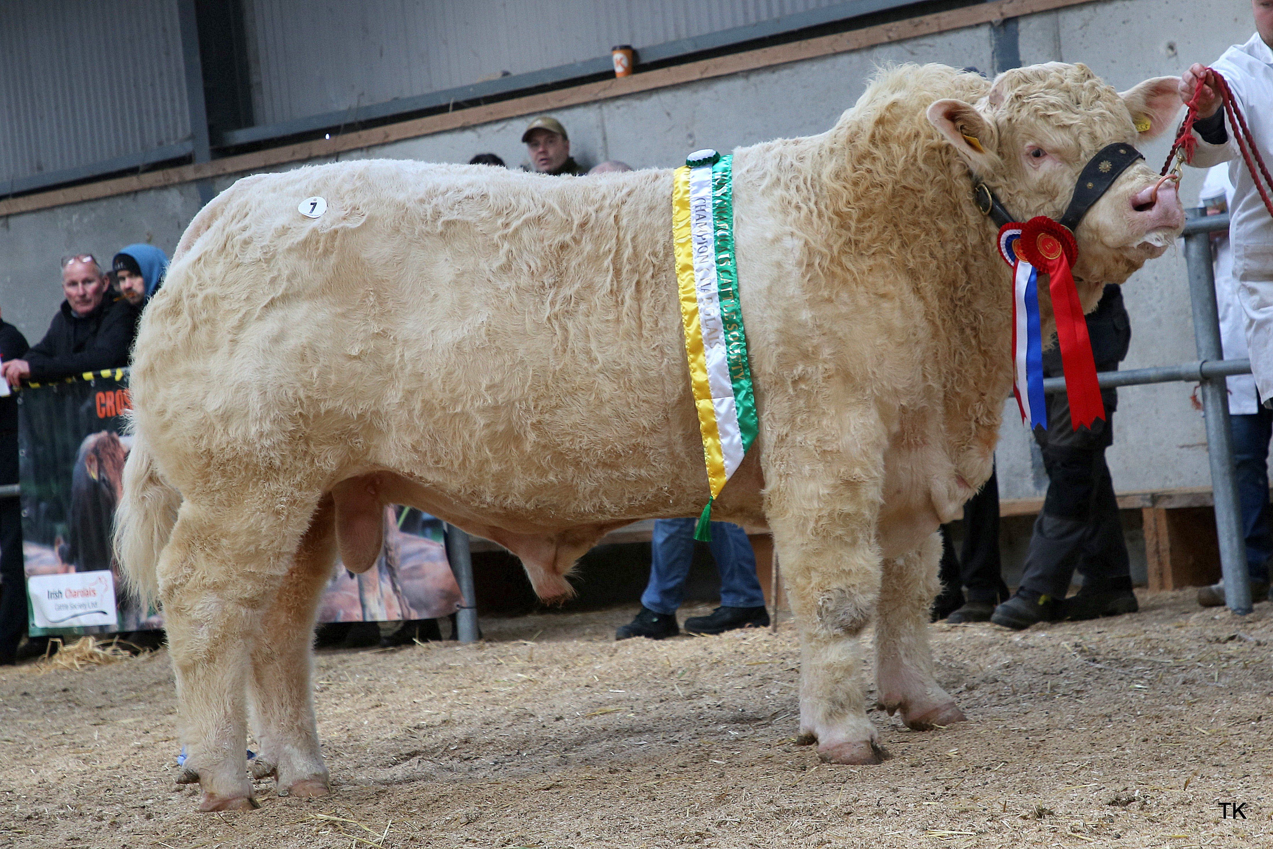 Roughan Speed was selected as the senior champion in the pre-sale show and went on to sell for the joint top price of €8,100.