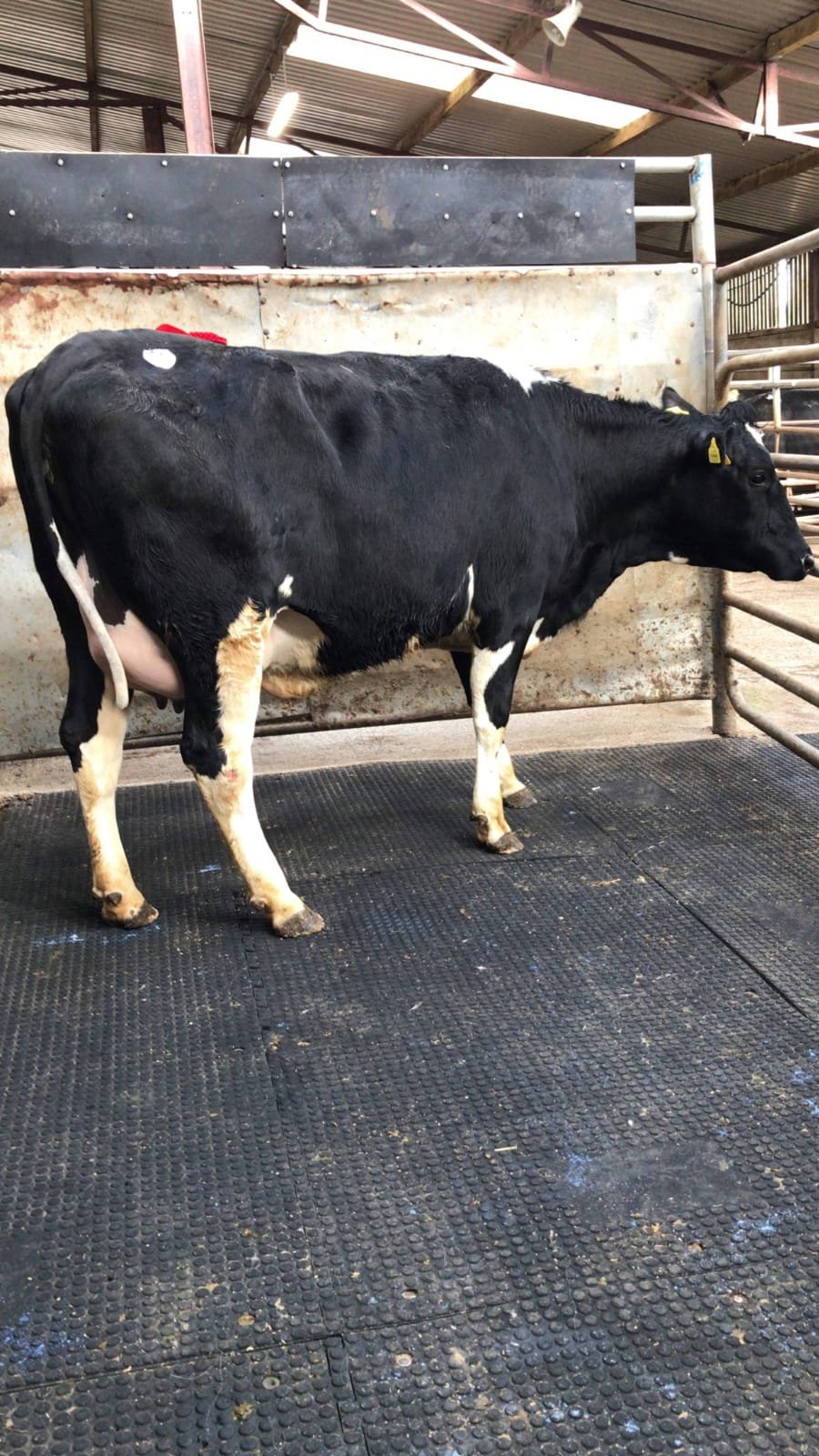 This incalf heifer sold for €2,225