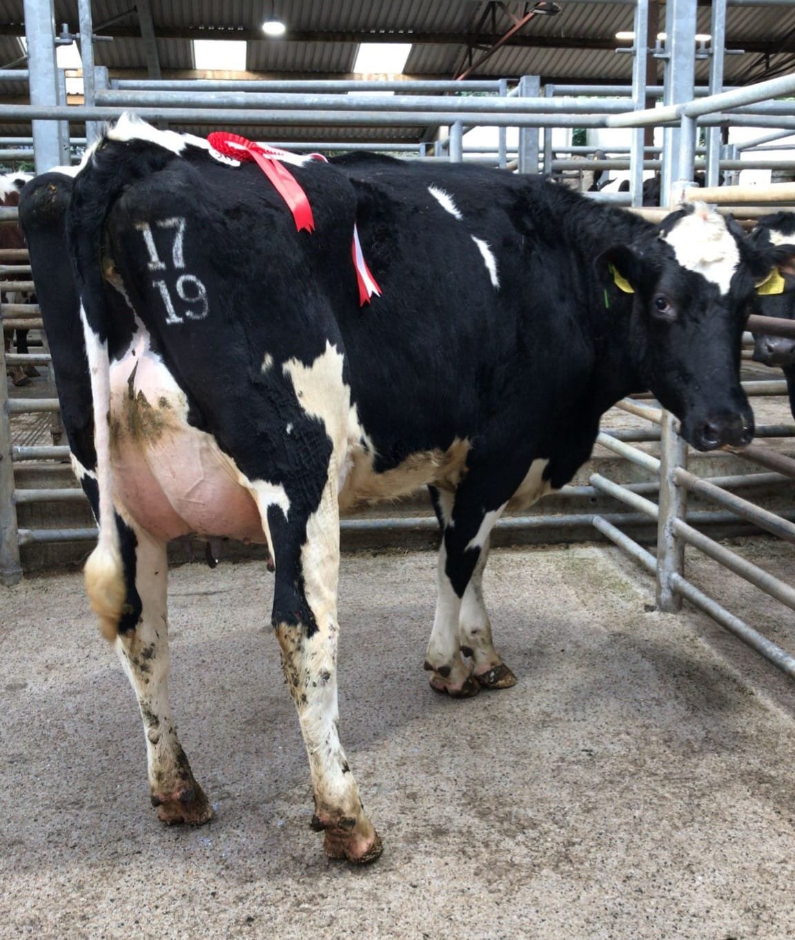 The presale champion and top price heifer of the sale sold for €3,400Image: Waterford Ross Marts
