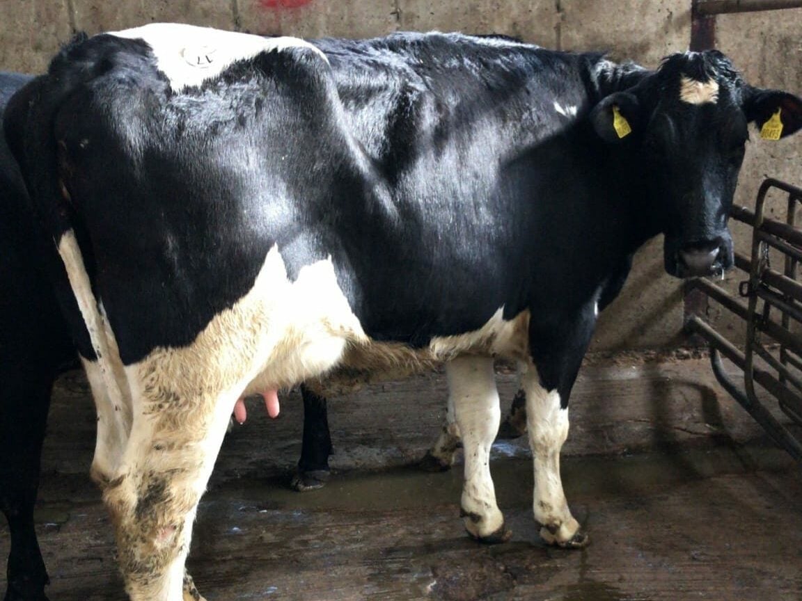 This freshly calved heifer sold for €2,200Image: Waterford Ross Marts