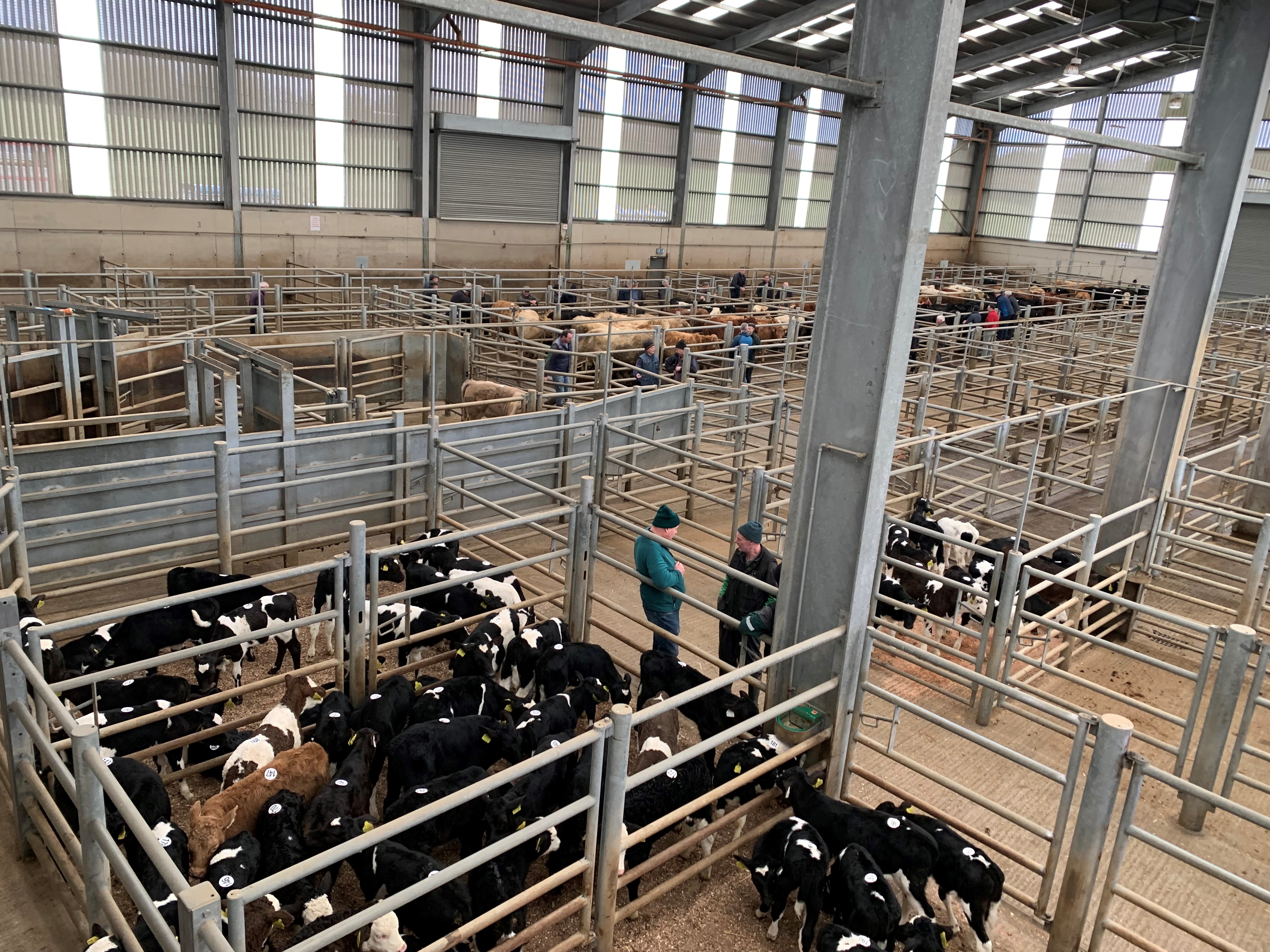 There was a good selection of calves on offer at Ardee Mart