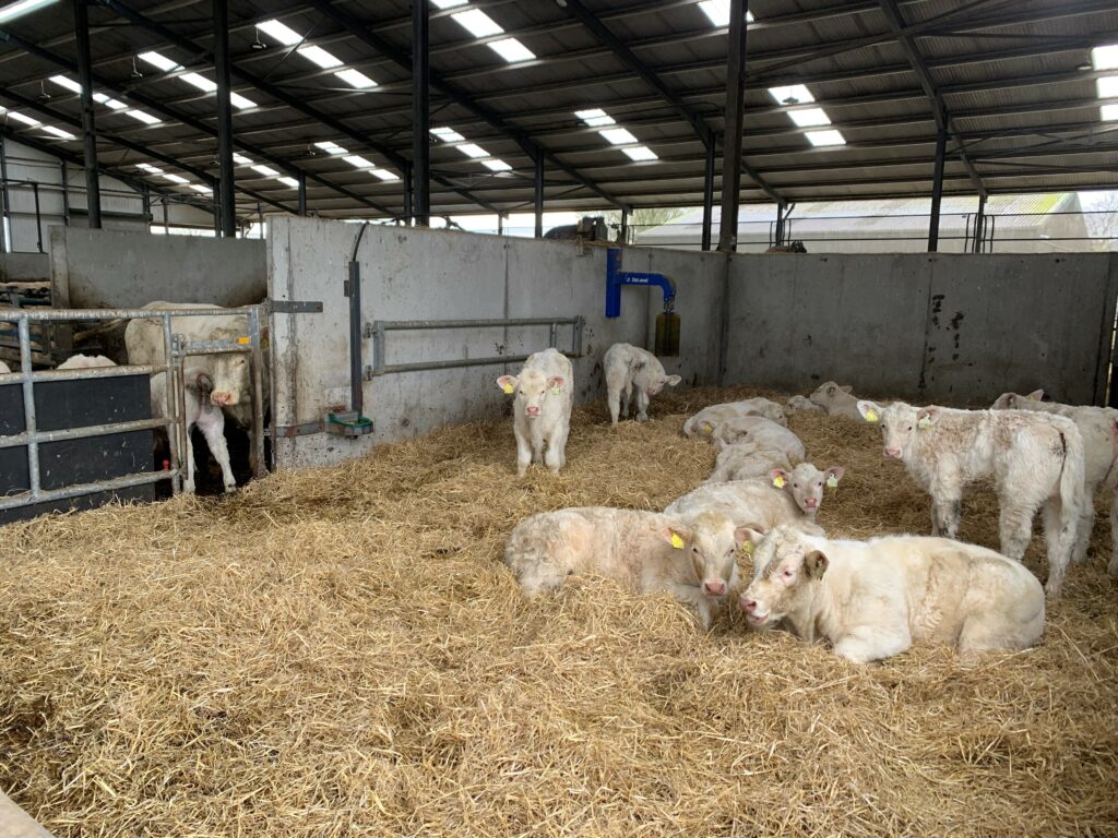 Once calves are strong enough, they return to the cubicle house where they have access to a straw-bedded lieback
