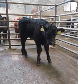 This Angus-cross bull calf sold for €430 Image Carrigallen Mart
