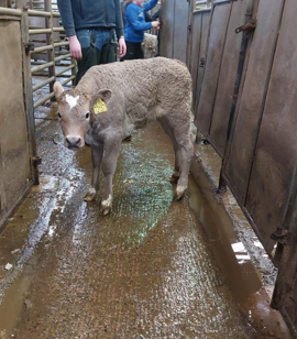 This Charolais-cross heifer sold for €380Image Carrigallen Mart