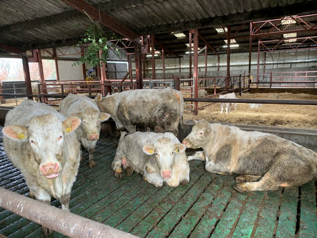 Before returning to the cubicle house, calves are trained to use the straw-bedded lieback in a smaller pen