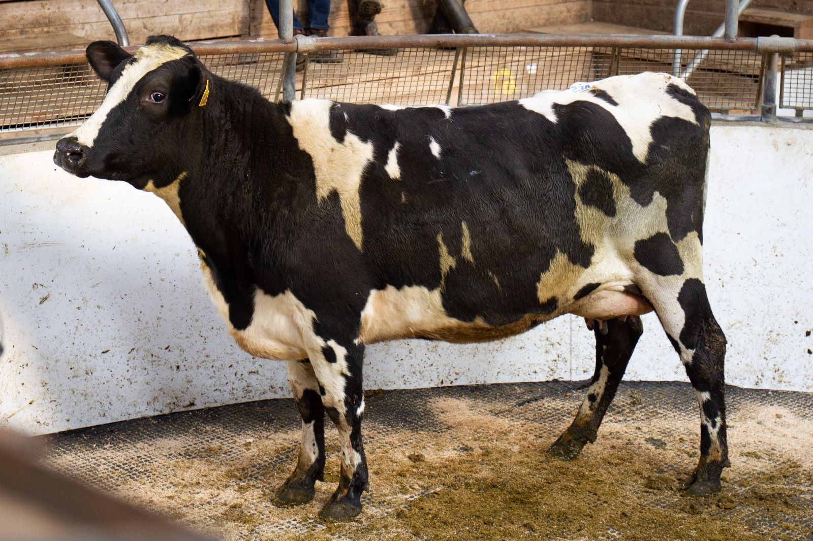 Lot 23A, Ashberry Samir Aisling, sold for €3,450