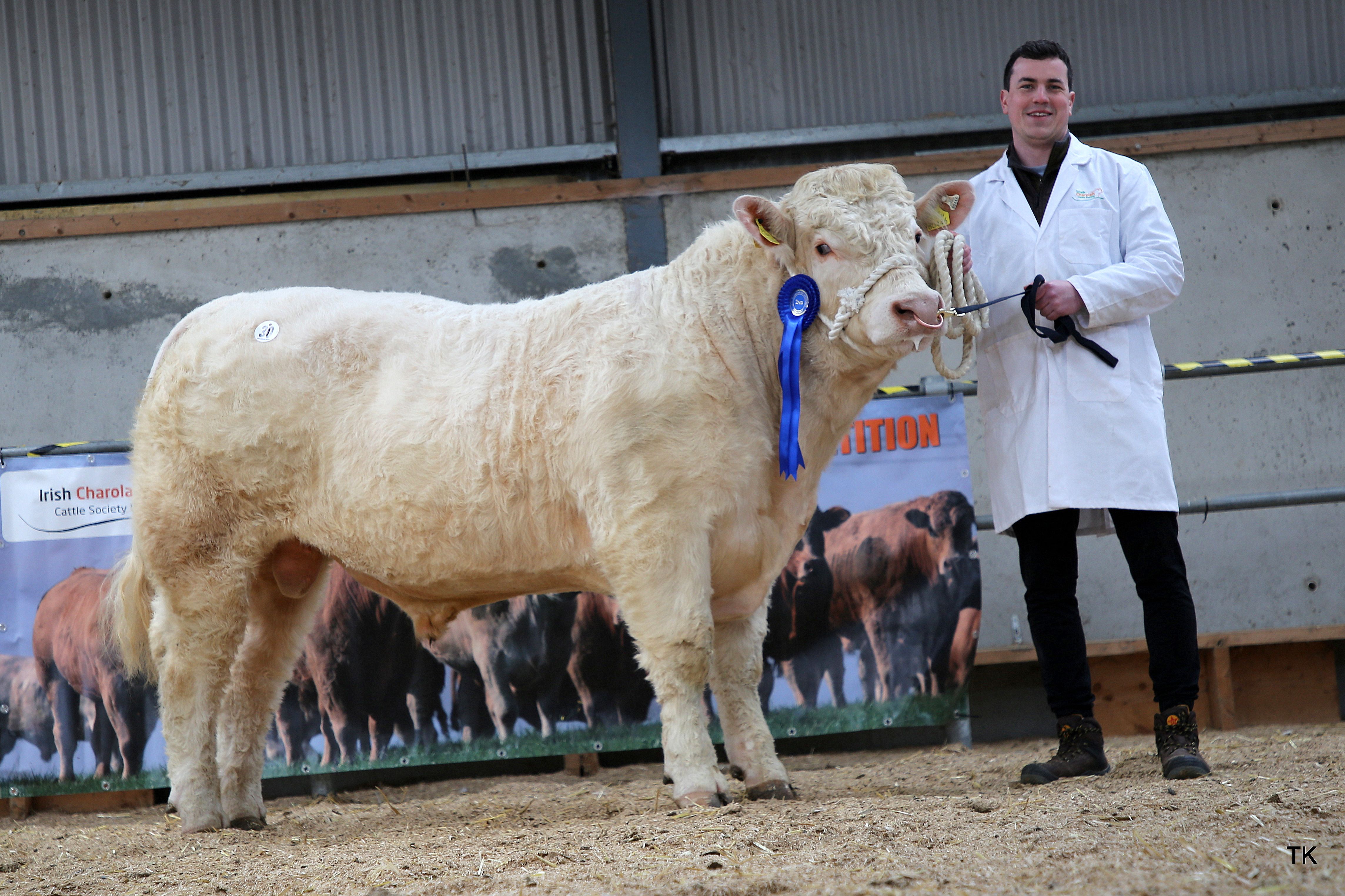 Caragh Sparticus sold for €5,200