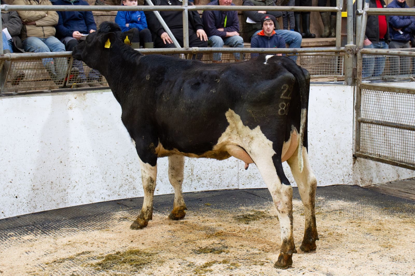 Lot 8B: Ashberry Grace 2531, with an EBI of €291, sold for €3,320