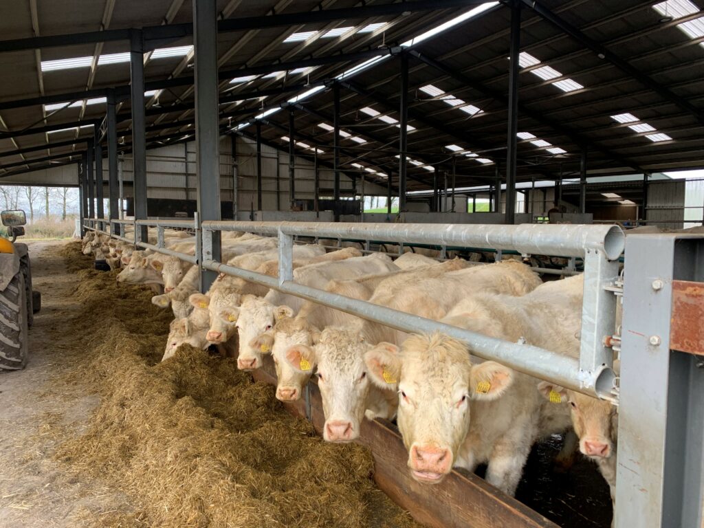Calved cows are fed a mix of arable silage and grass silage