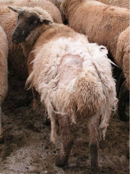 Sheep scab. Image: SCOPS