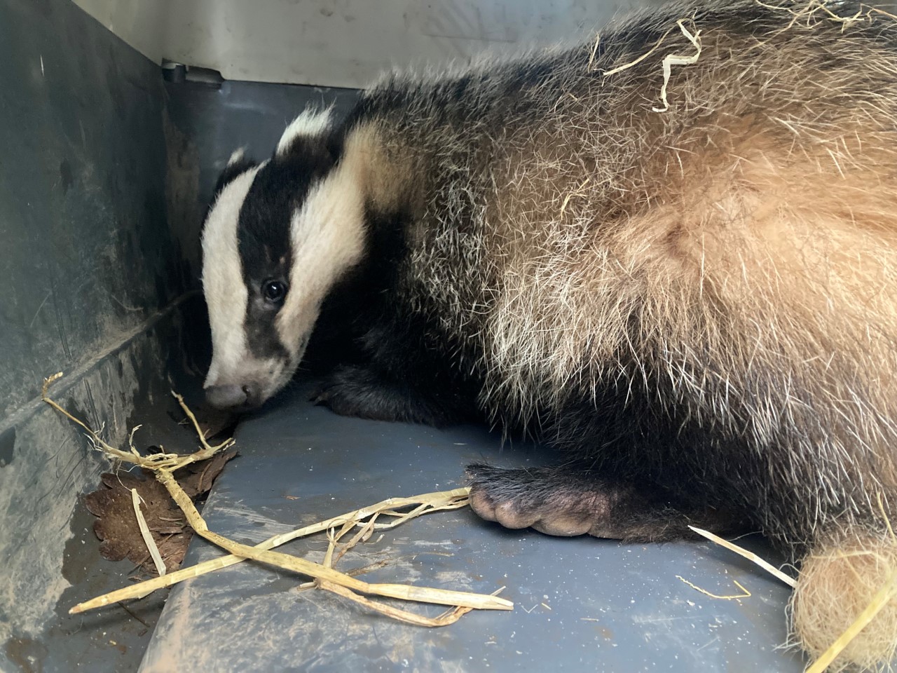 The badger in its carrier