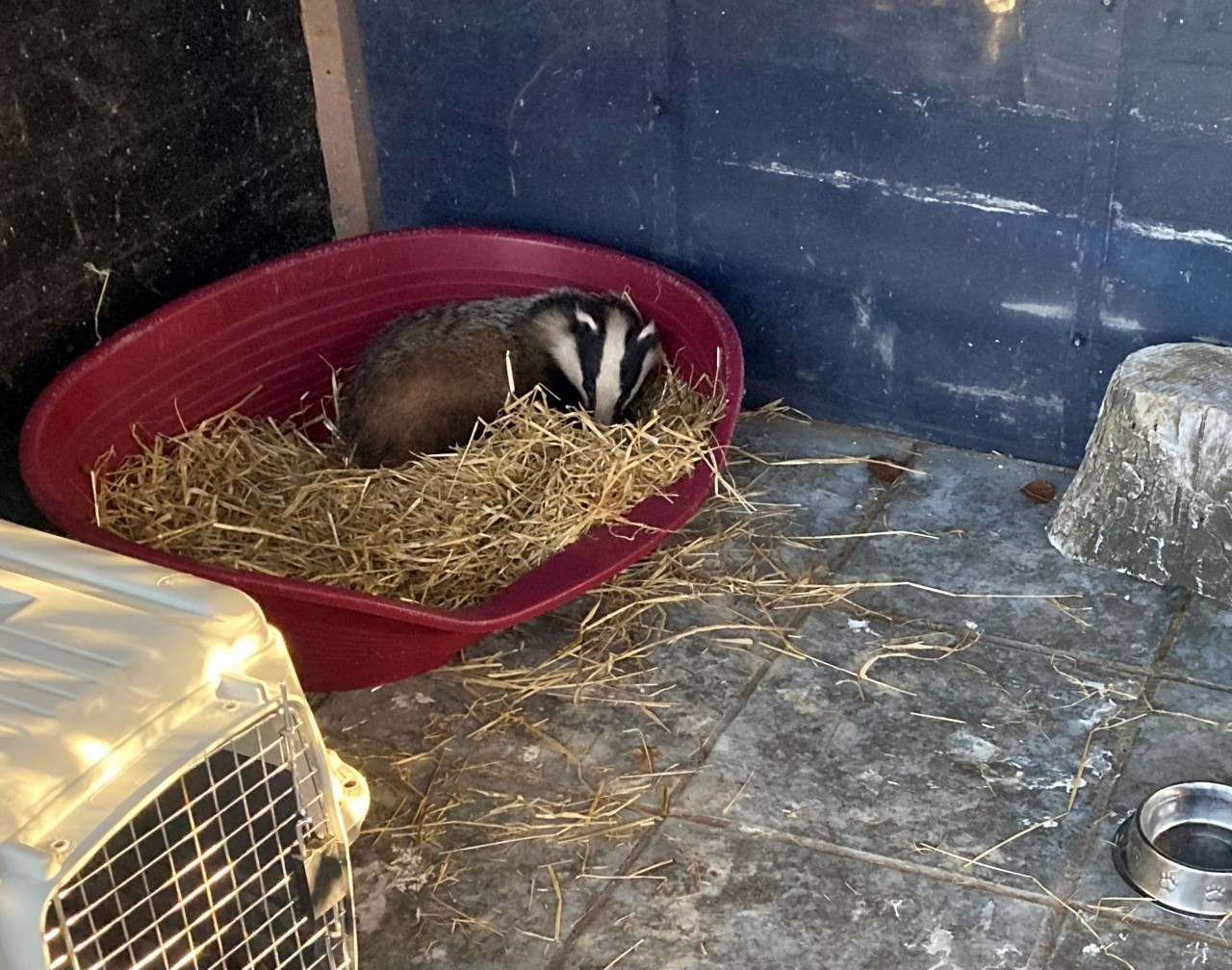 The badger in recovery. Image: USPCA