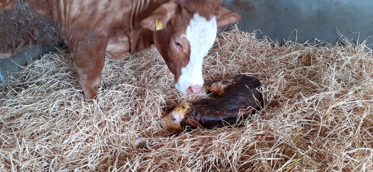 Newborn calf. Image: DAERA
