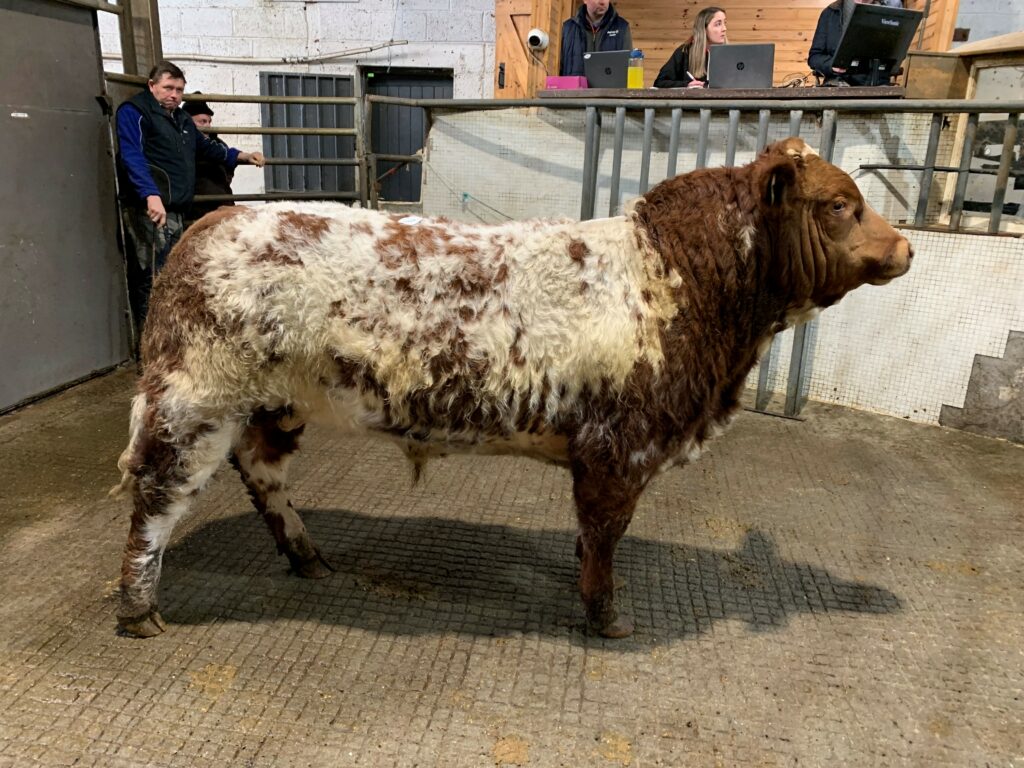 This 535kg Limousin-cross bull sold for €2,050 or €3.83/kg