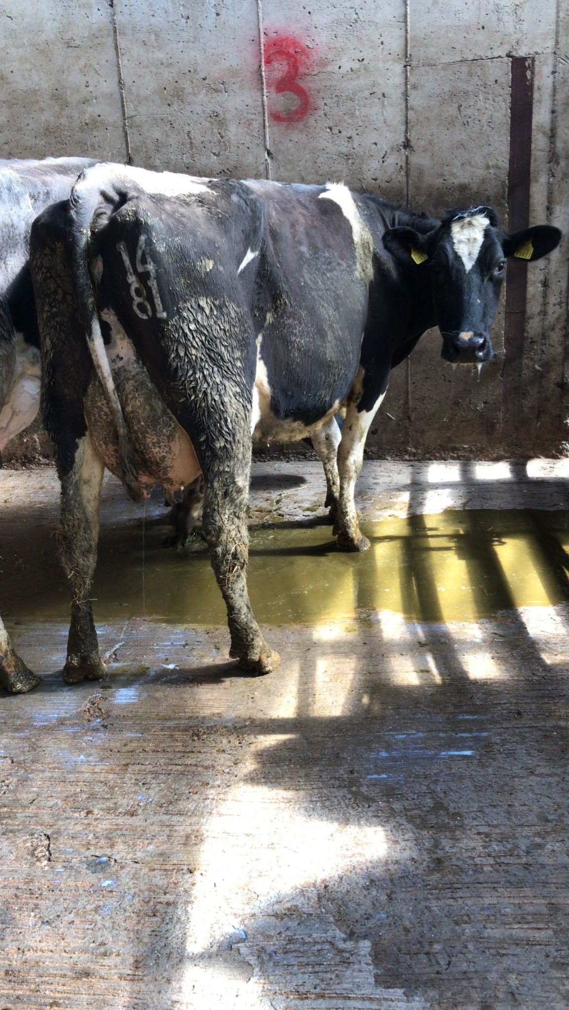 Belmont Ada 1481 with an EBI of €226 sold for €2,175