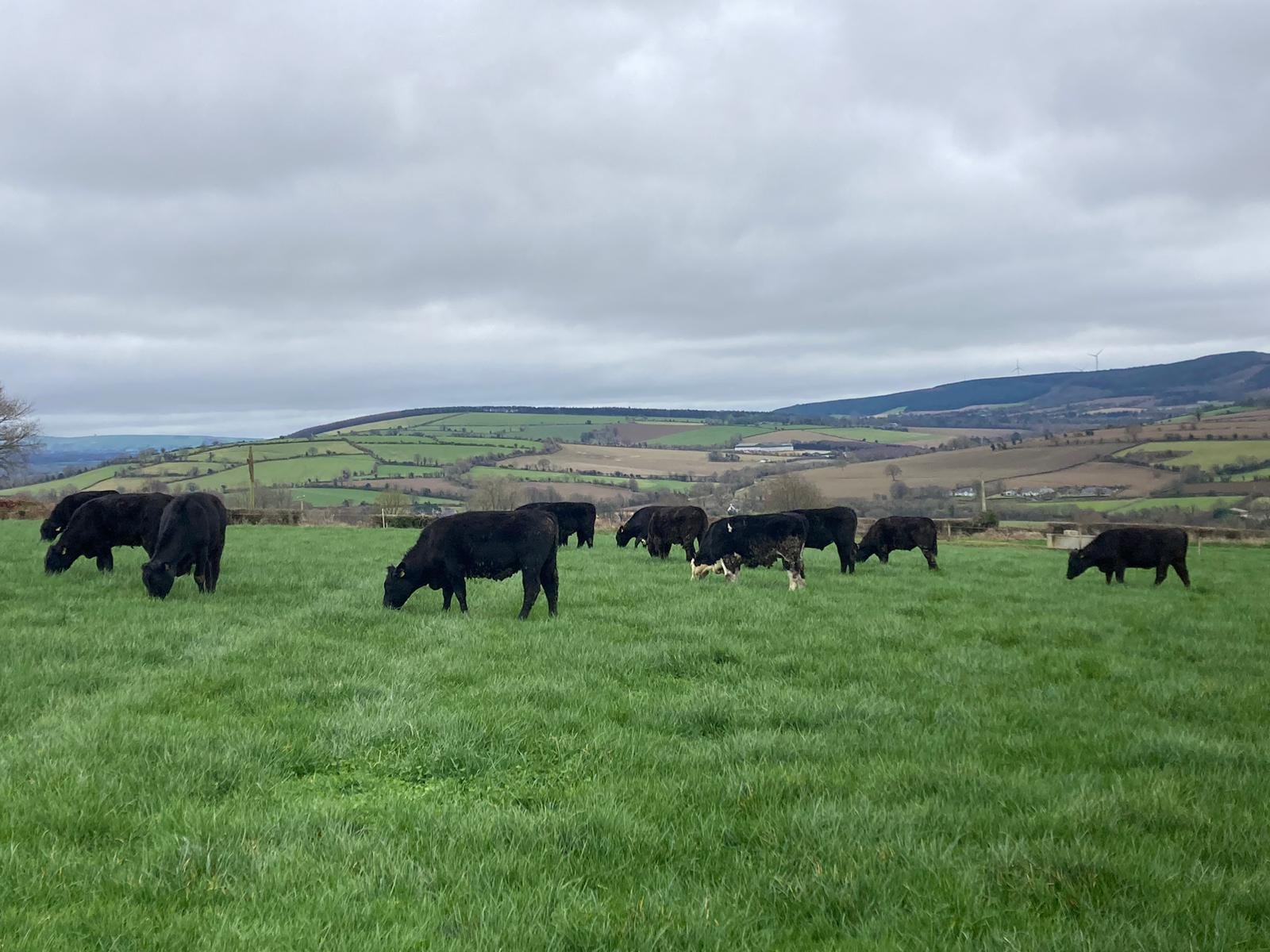 Spring 2023 grazing underway on the ABP Demo Farm