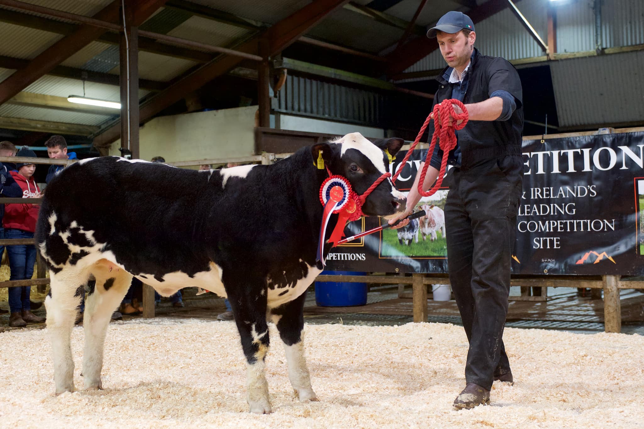 Chris Johnston pictured with the breeding heifer that he sold for £13,000