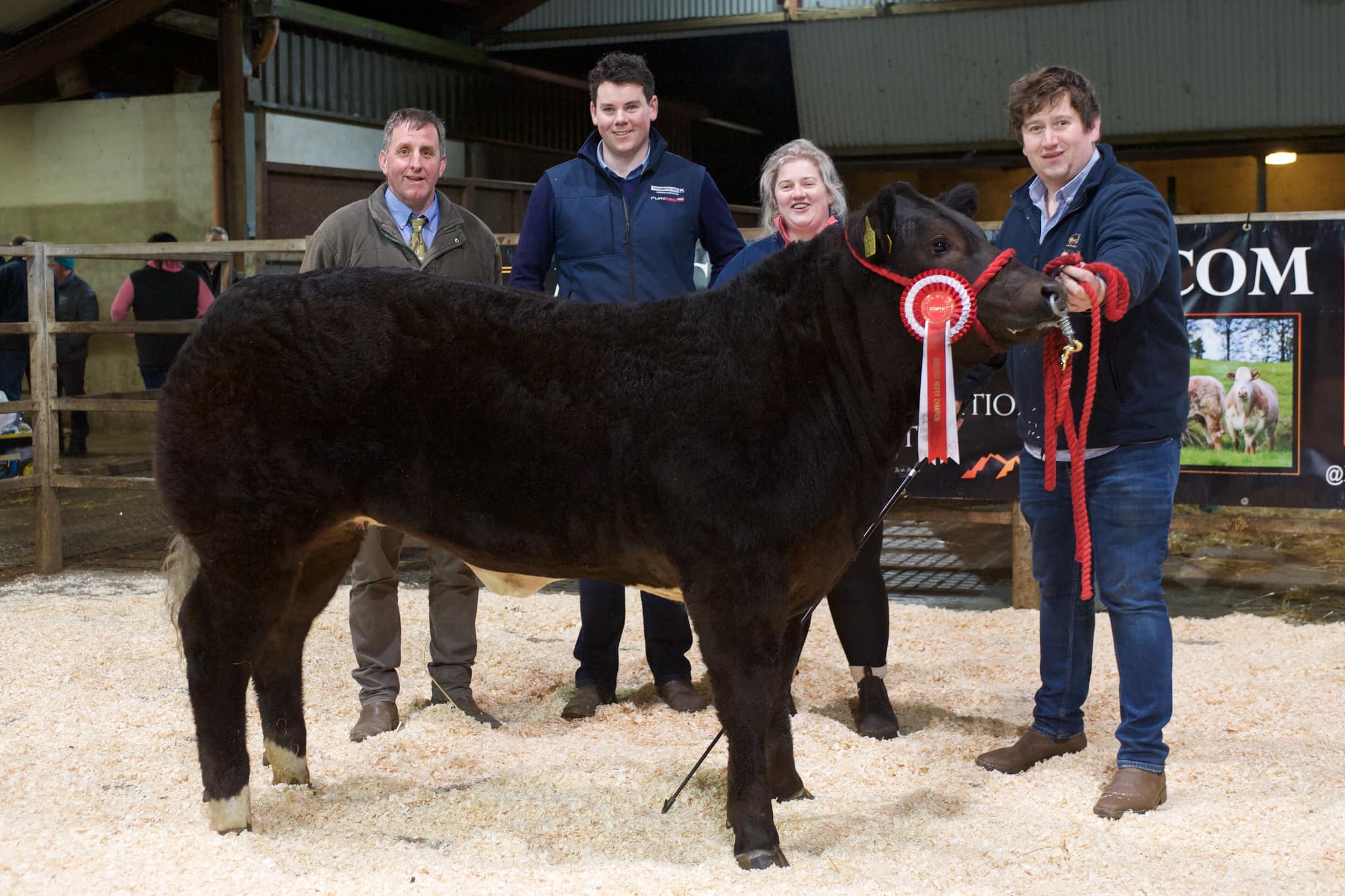 Champion breeding heifer and third-highest priced heifer on the night; sold for £4,400. Image: NI Commercial Cattle Exhibitors Club