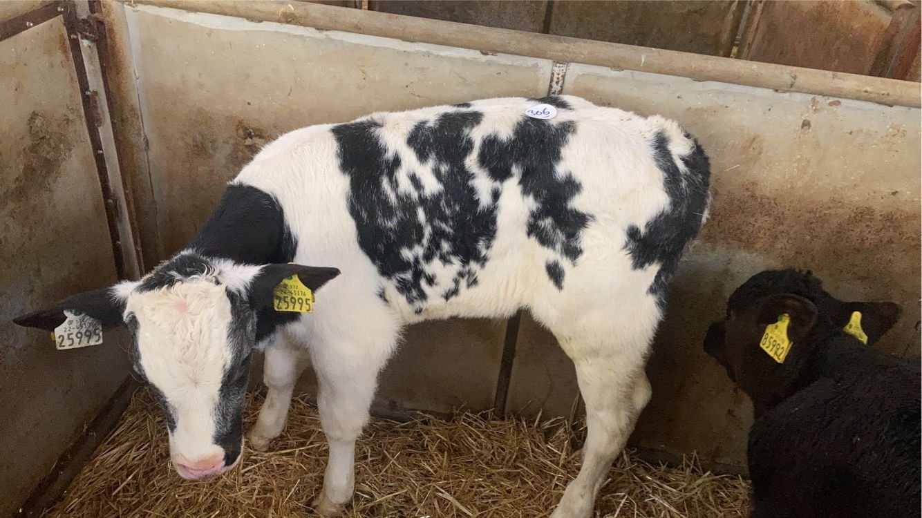 This three-week-old Belgian blue-cross heifer sold for €305