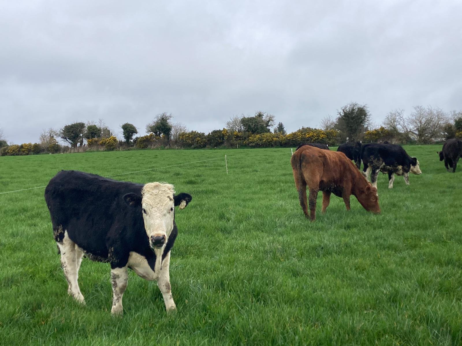 The turn to wet conditions over the past week has resulted in the farm having to change its grazing strategy