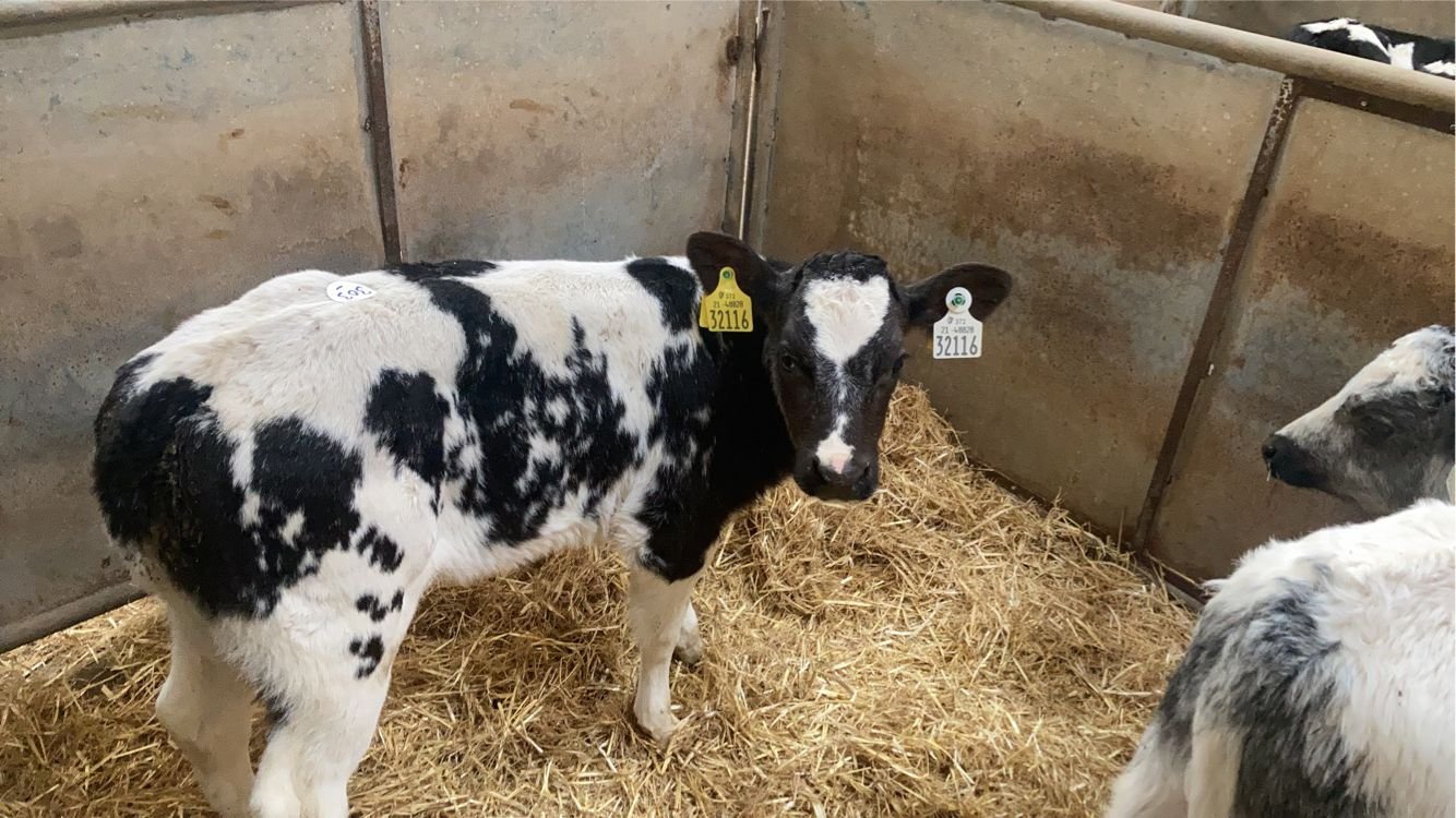 This five-week-old Belgian Blue-cross heifer sold for €340