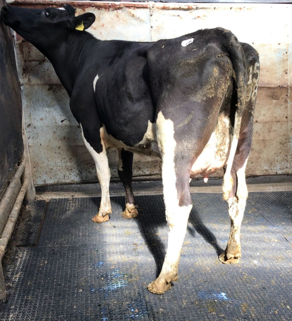 Ballymount Mandy 1598 sold for €2,200Image: Waterford Ross Mart