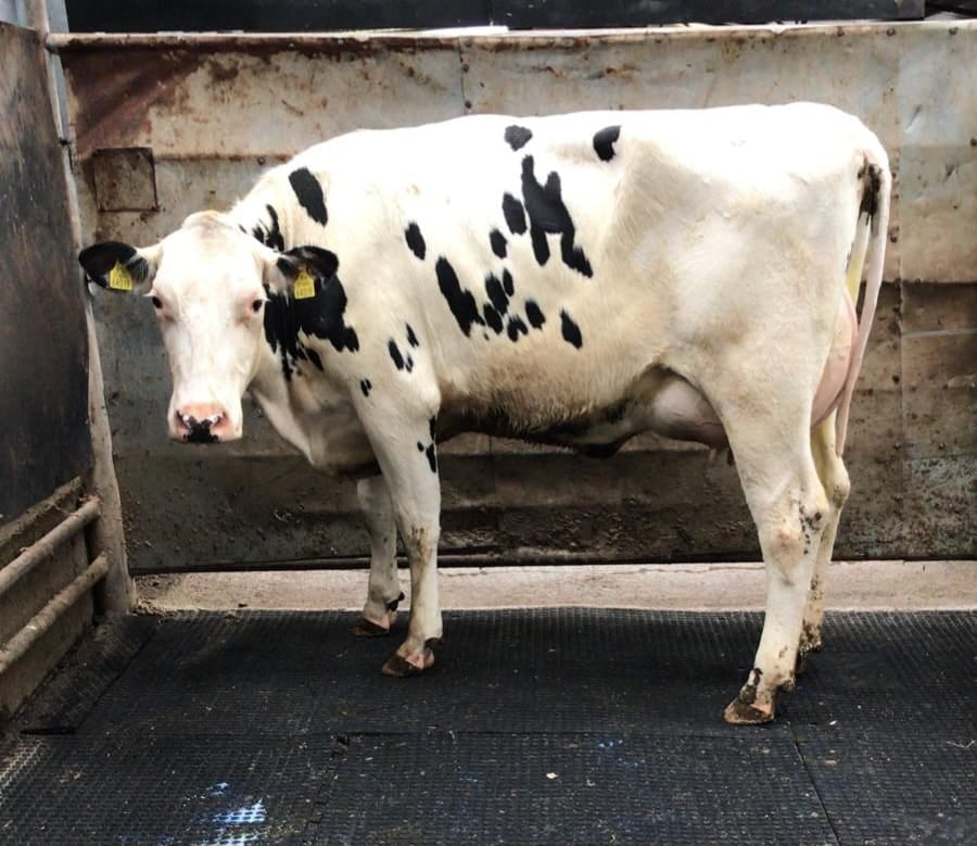 Beechlands Pharo Carnation sold for €2,375Image: Waterford Ross Mart