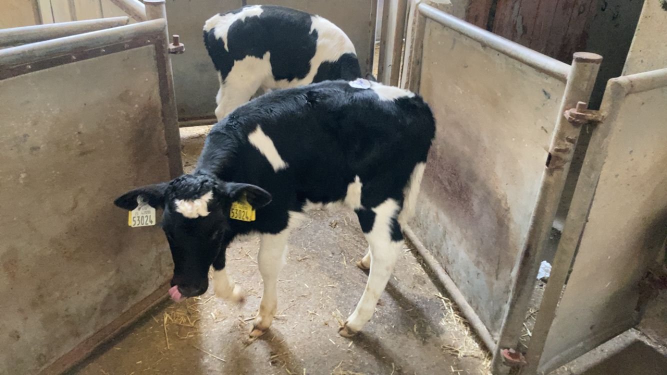Two  four-week-old Friesian bulls sold for €45Image: Enniscorthy Mart
