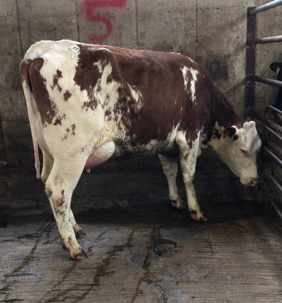 This calved Fleckvieh heifer sired sold for €2,050 Image: Waterford Ross Mart
