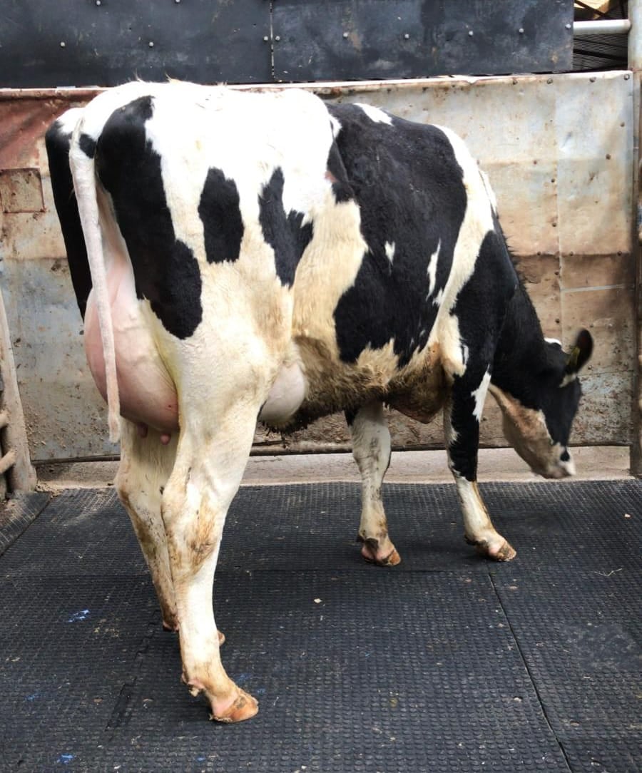 Beechlands Hagley Ionna 2 sold for €2200Image: Waterford Ross Mart