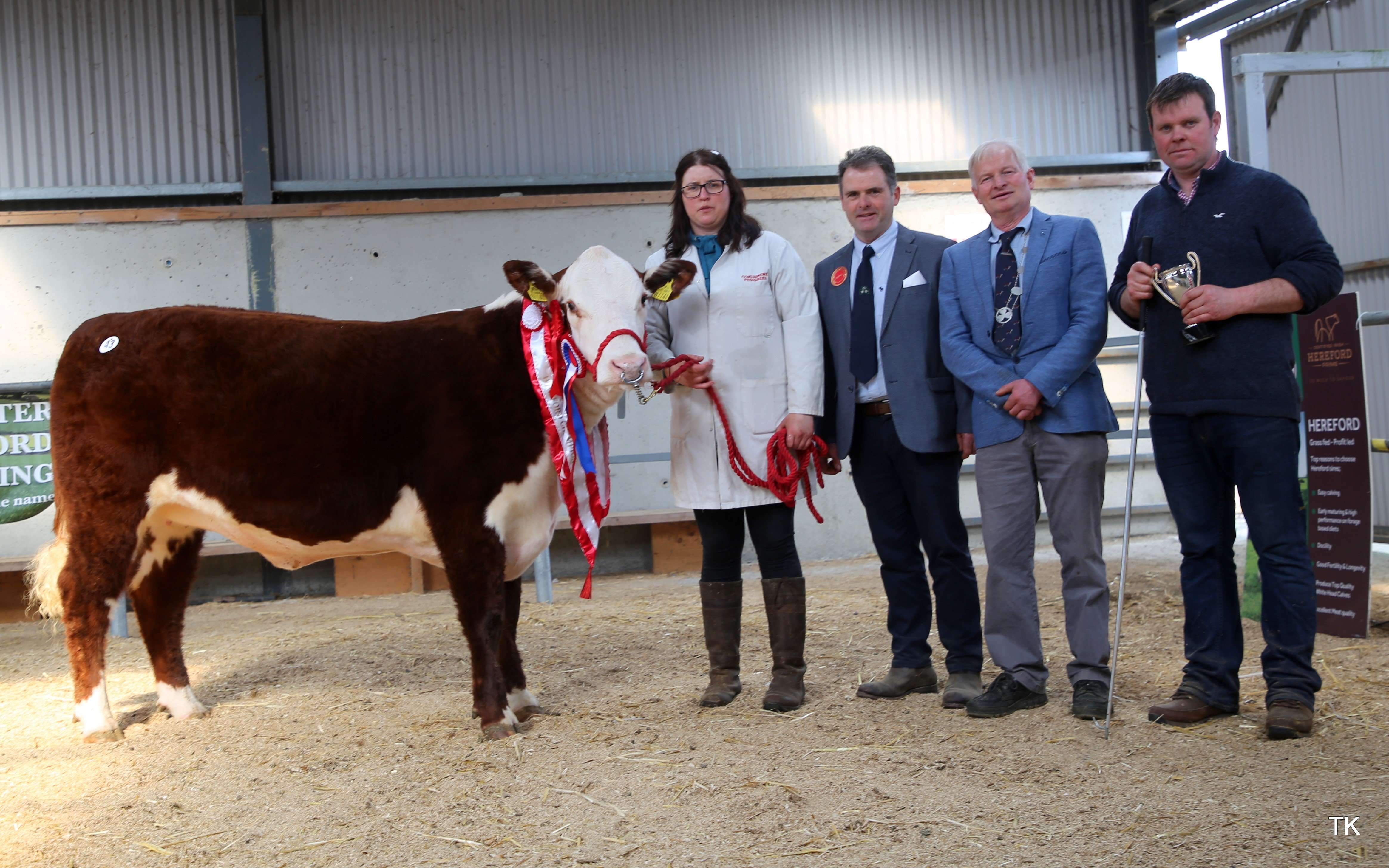 Champion Heifer for Sean McKiernan with Judge Matt Goulding. Sold for €3,400