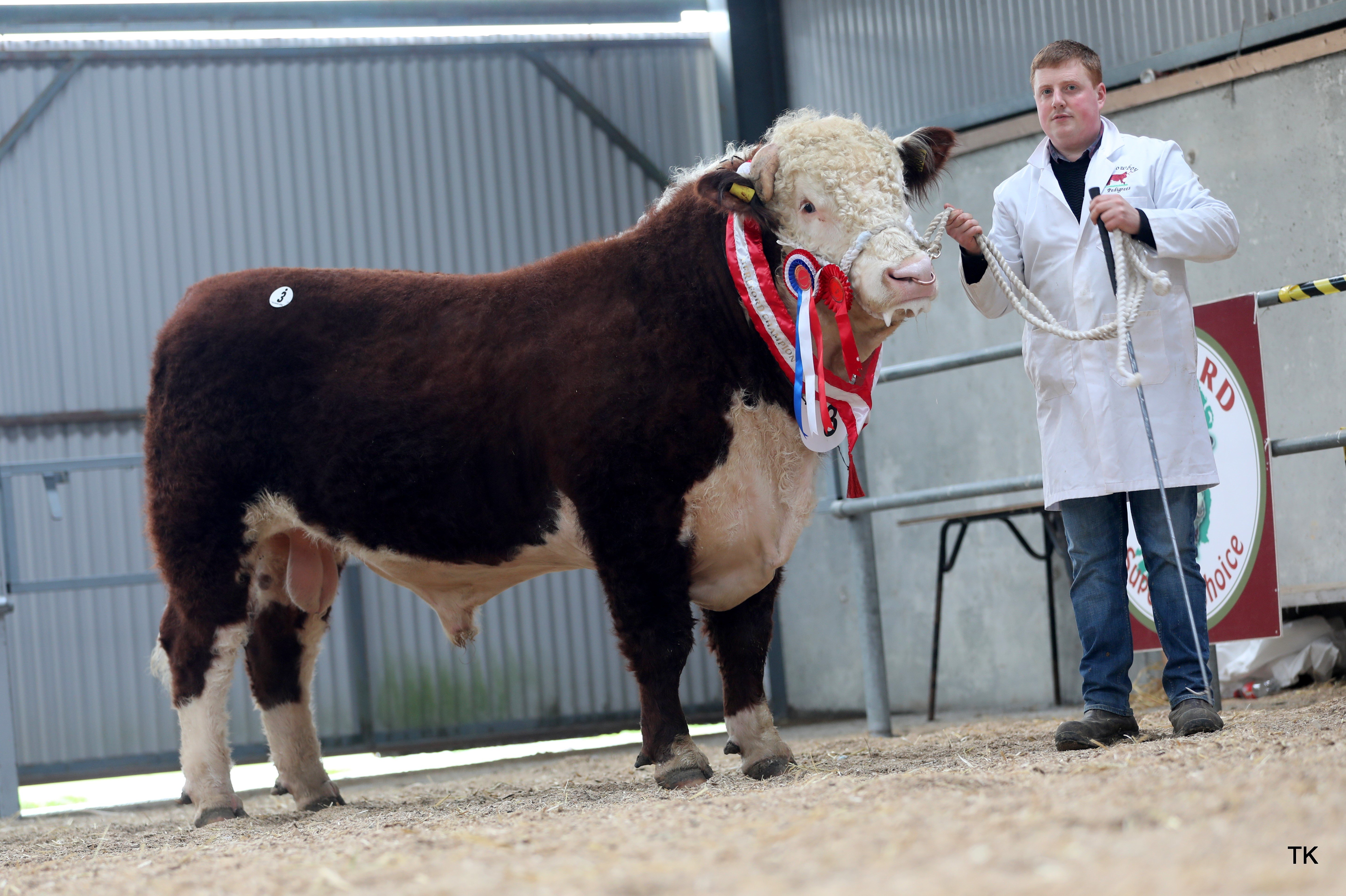 Champion Male for Alan Gibbons. Sold for €4,000