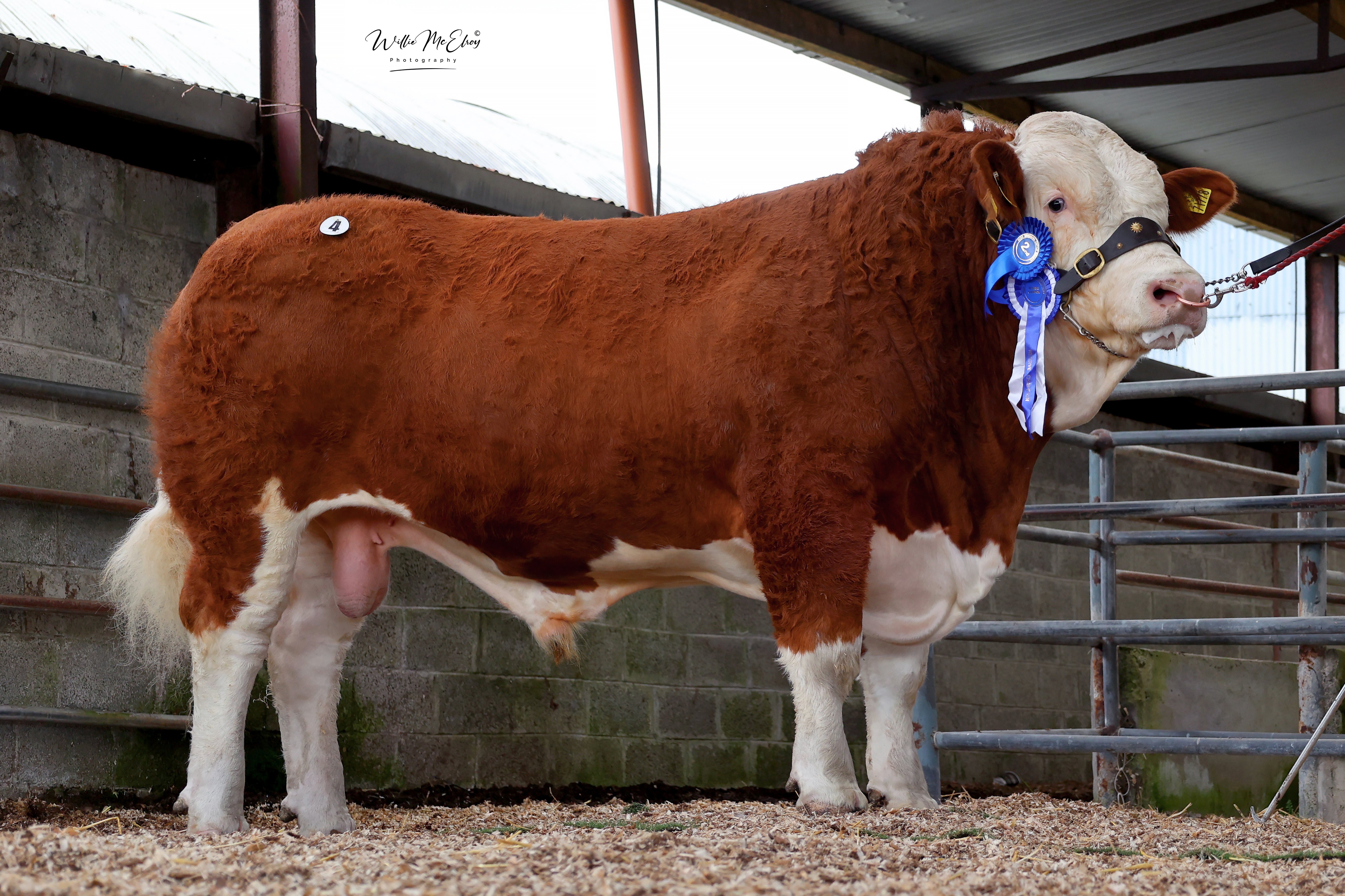 The Reserve Senior Champion Clonagh Nevada Sky sold for €4,600
