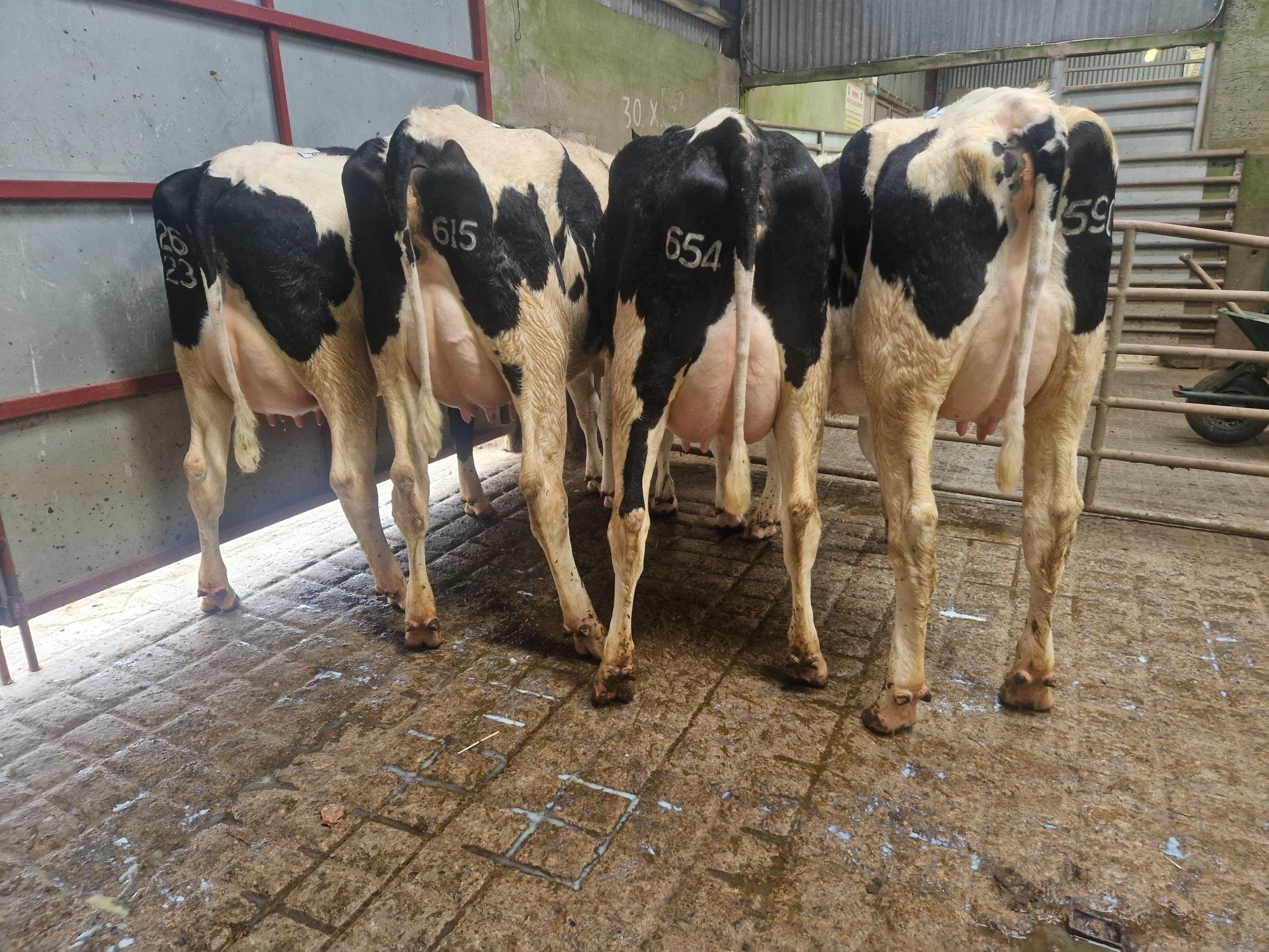 Heifer Championship line-up at the Donegal club heifer show and sale at Raphoe mart,From left to right; Honourable Mention, Champion, Reserve and fouth placed heifer Image Donal Carey IHFA