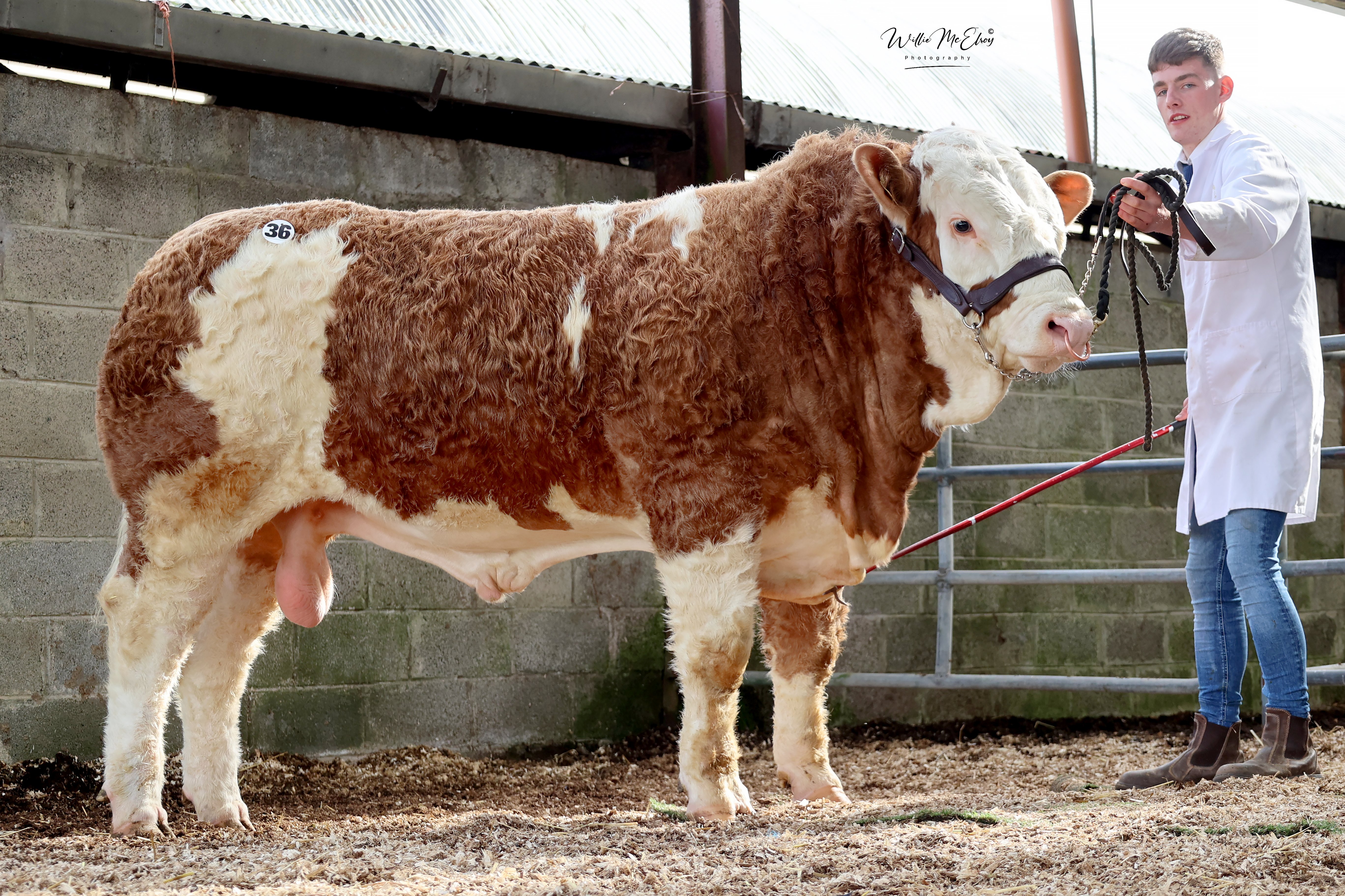 Glanville Phoenix P sold for €5,500