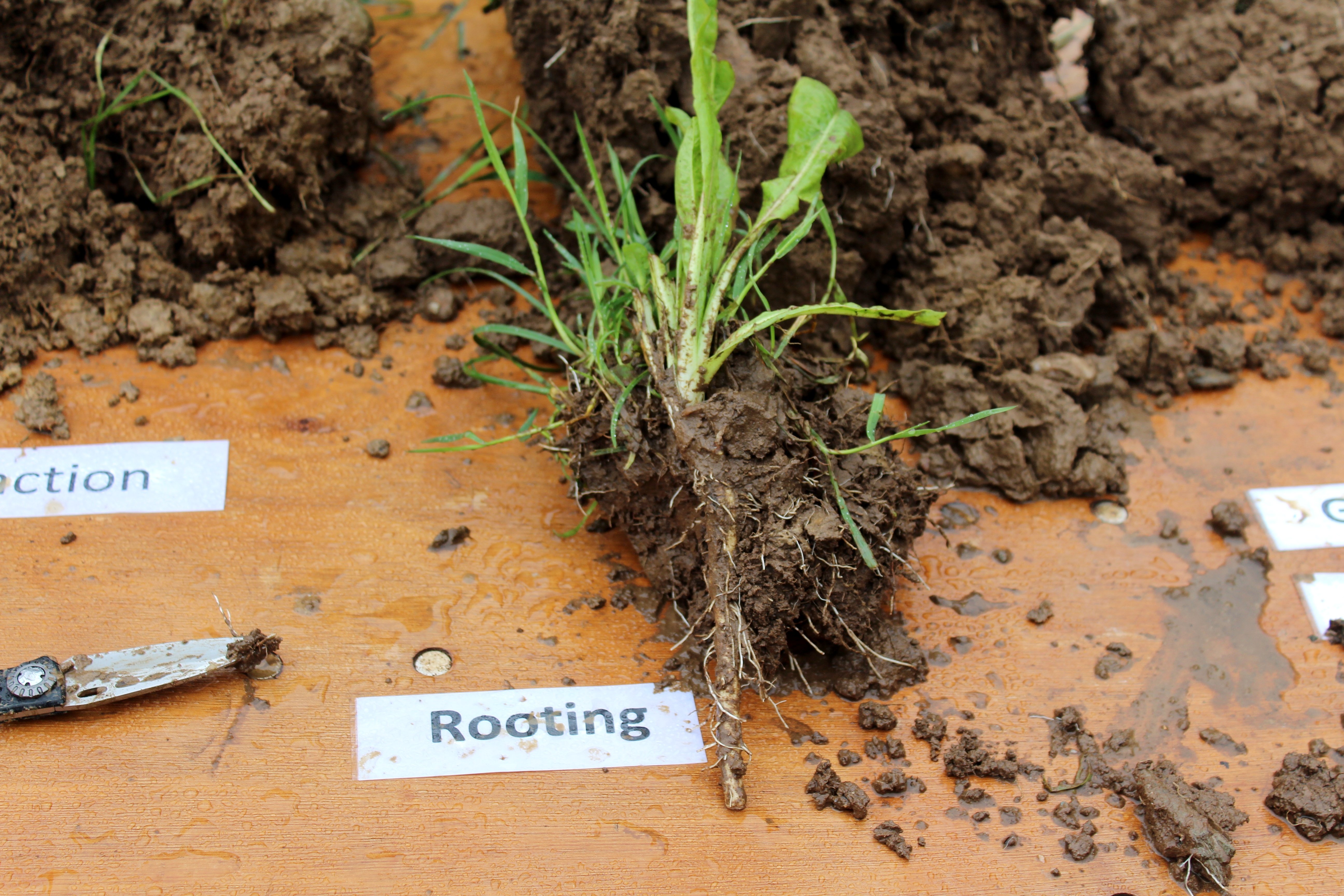 Deep rooting plants can help overcome the challenge of soil compaction
