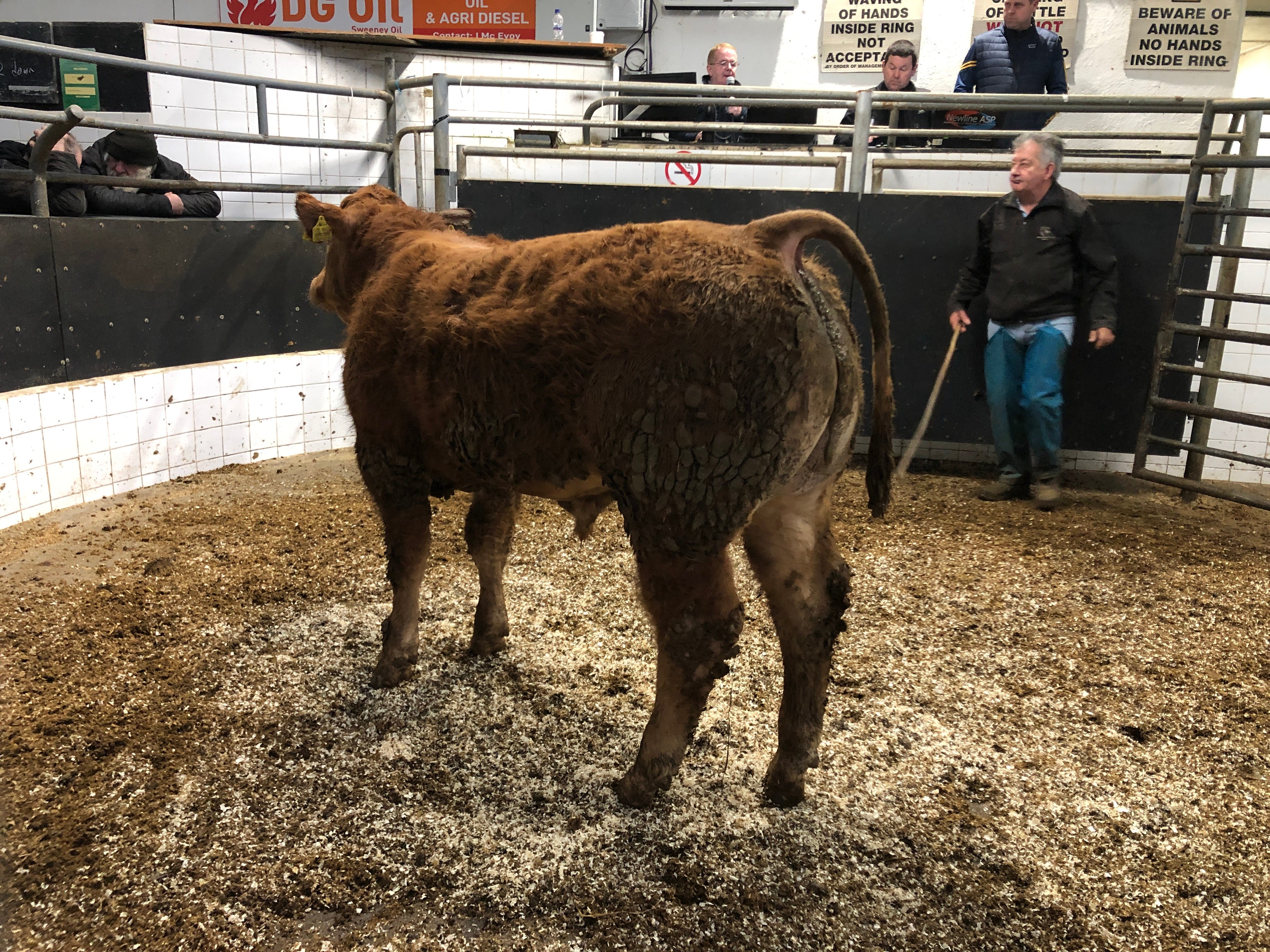 This 425kg Limousin bull sold for €1,280 or €3.01/kg