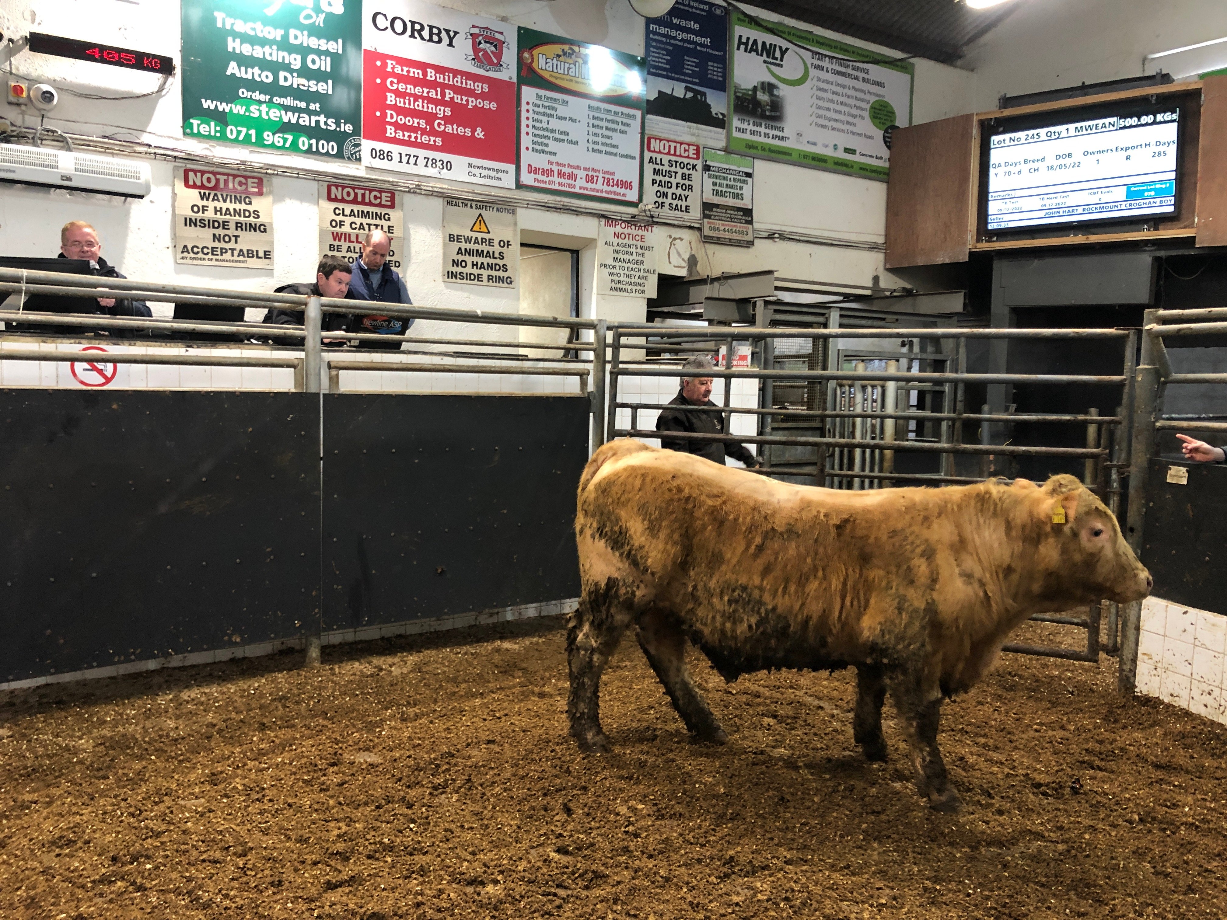 This 500kg Charolais bull sold for €1,440 or €2.88/kg