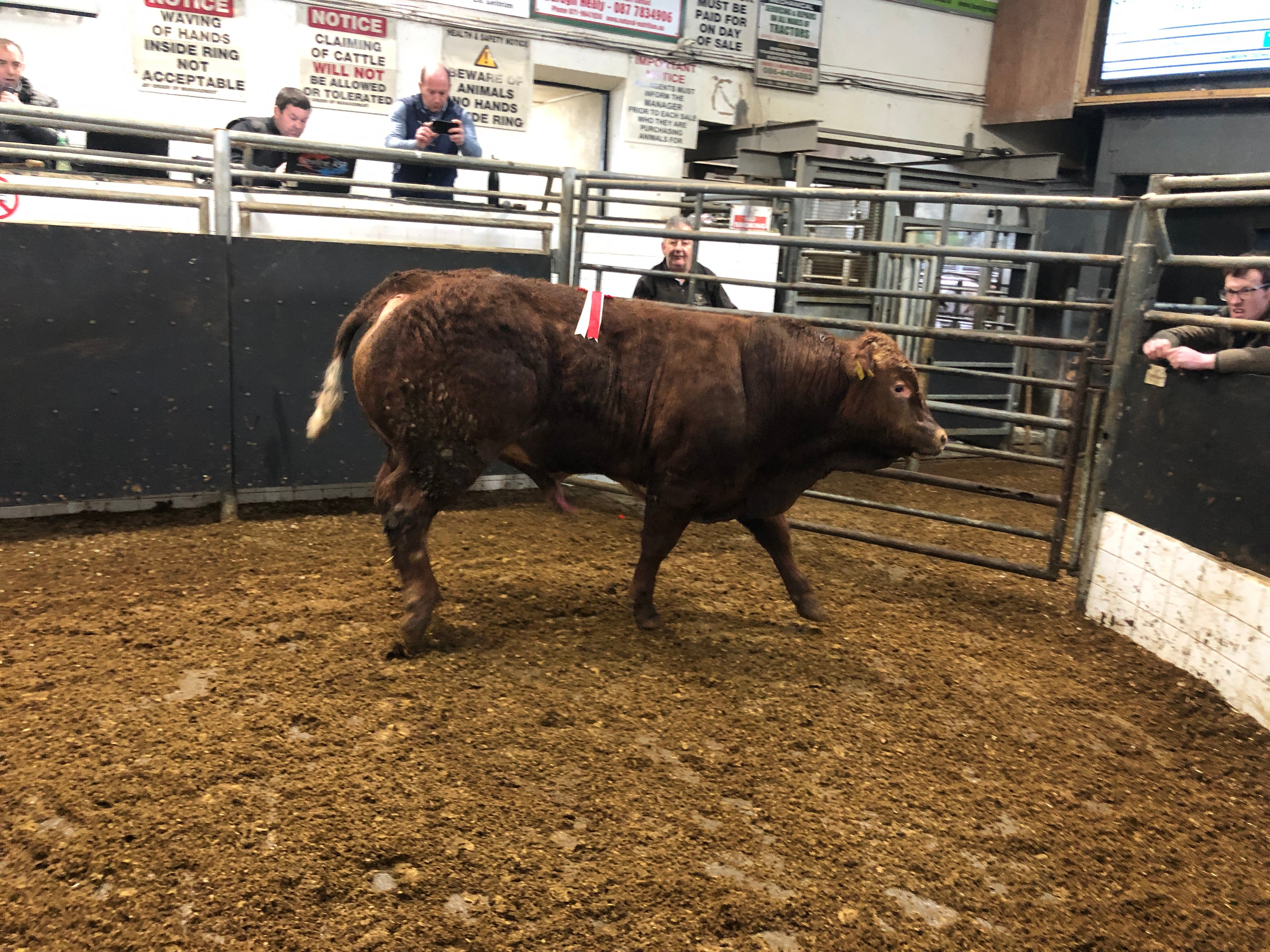 The champion Limousin bull weighed 630kg and sold for €2,120 or €3.37/kg
