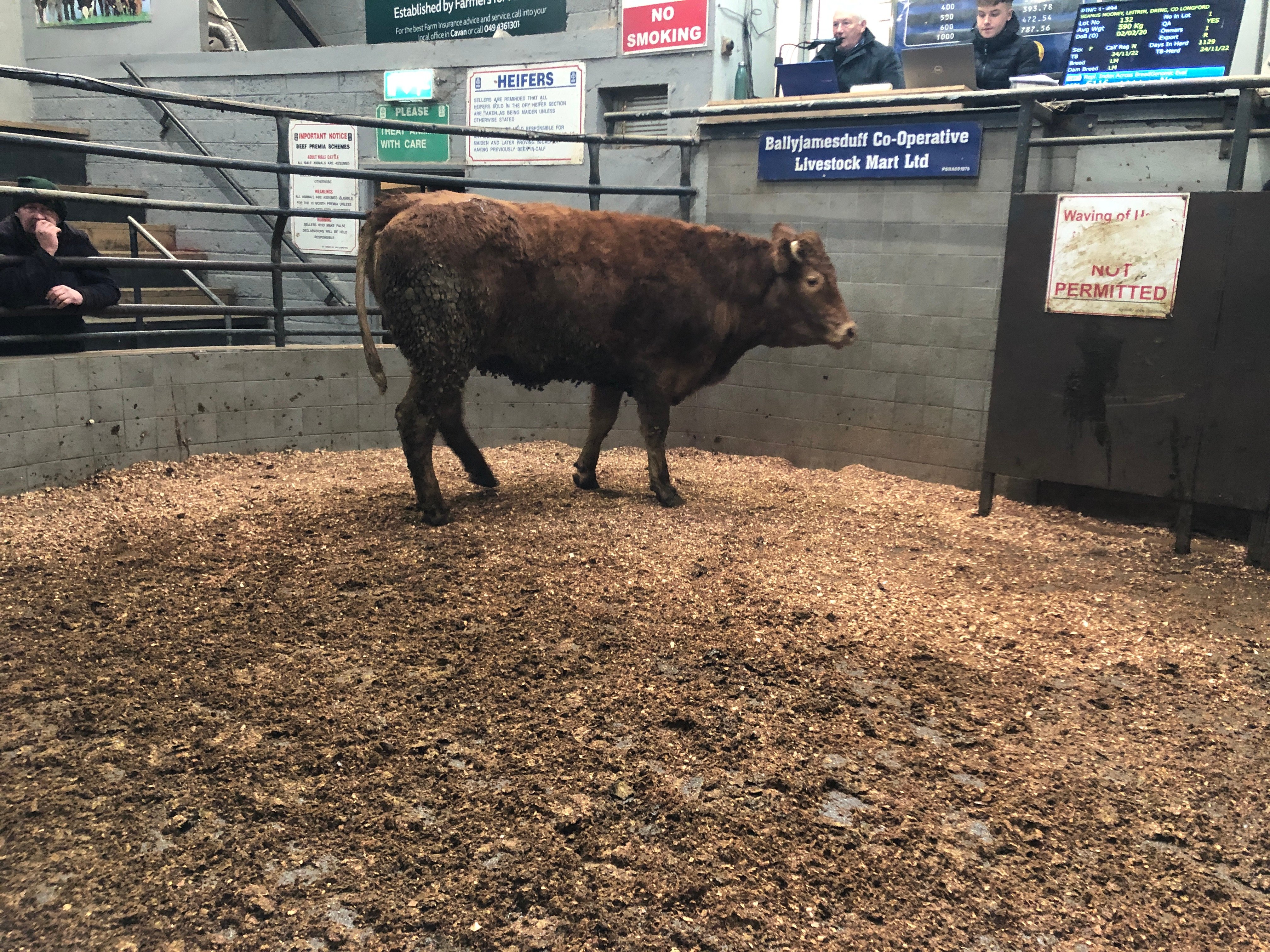 This 540kg Limousin-cross heifer sold for €1,770 or €3.28/kg