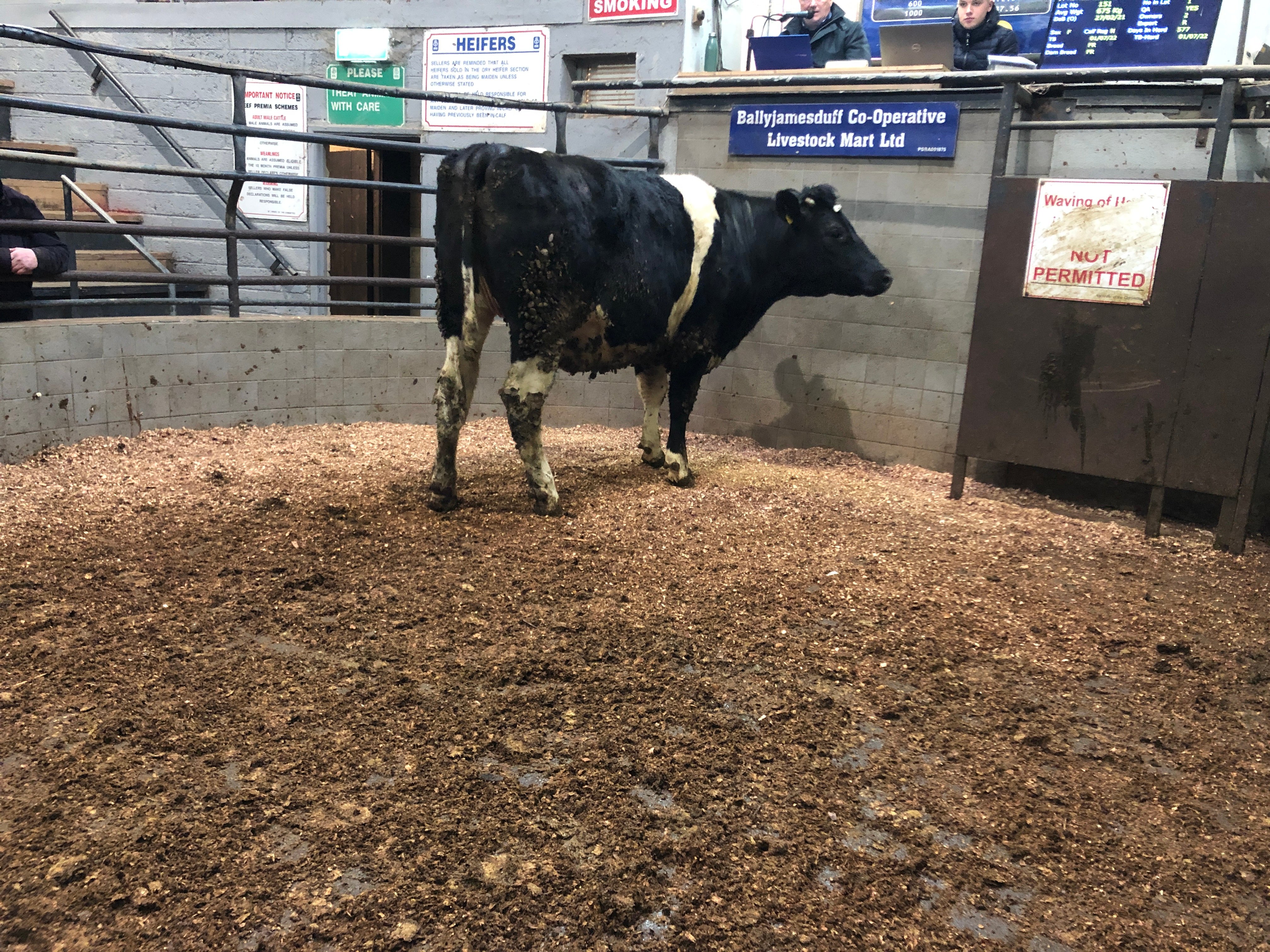 This 675kg Friesian heifer sold for €1,840 or €2.73/kg